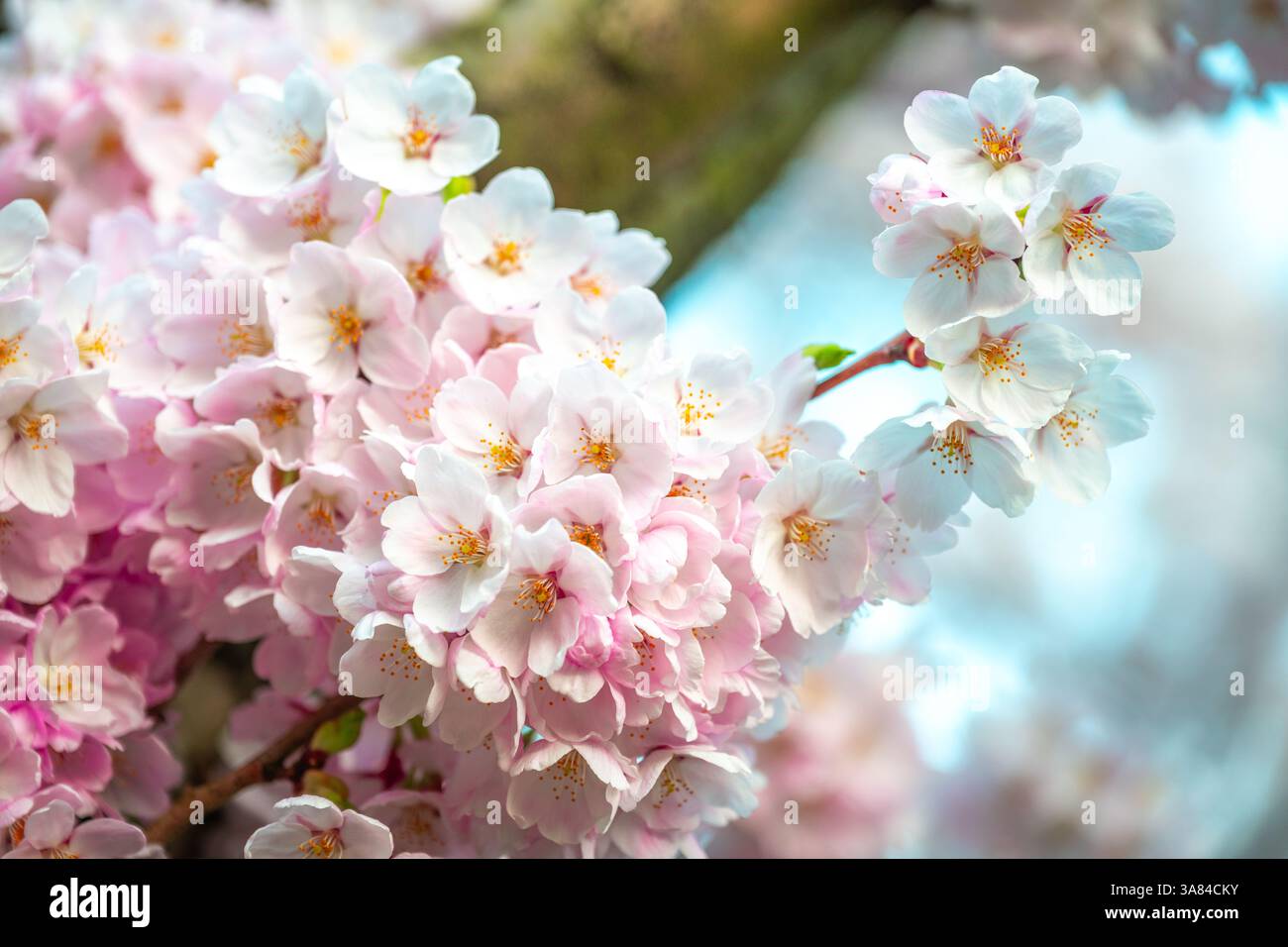 Kirschblüte auf dem Baum während der Frühlingsblüte Stockfoto