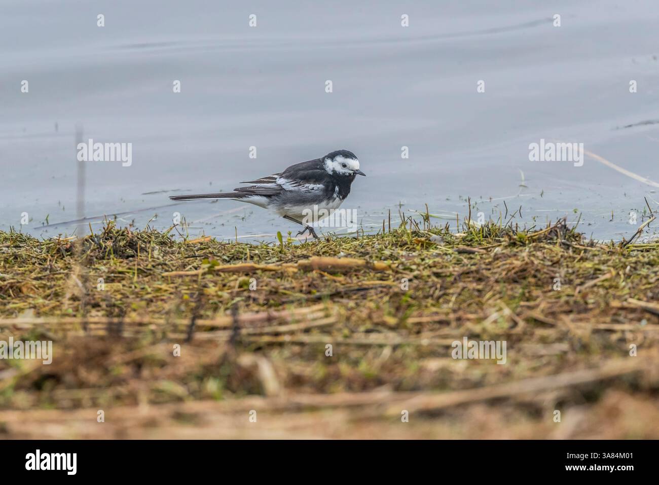 Rattenschwanz. Motacilla alba. Summer Leys Naturschutzgebiet, Northamptonshire, England, Großbritannien. Stockfoto