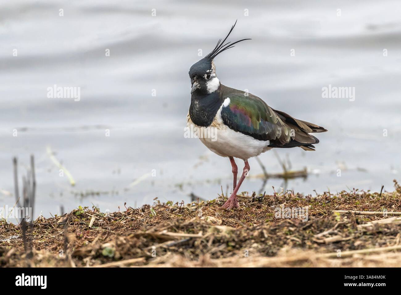 Umkippen. Vanellus vanellus an der Küste. UK Conservation Status: Rot gesehen im Summer Leys Nature Reserve, Northamptonshire, England, Großbritannien. Stockfoto