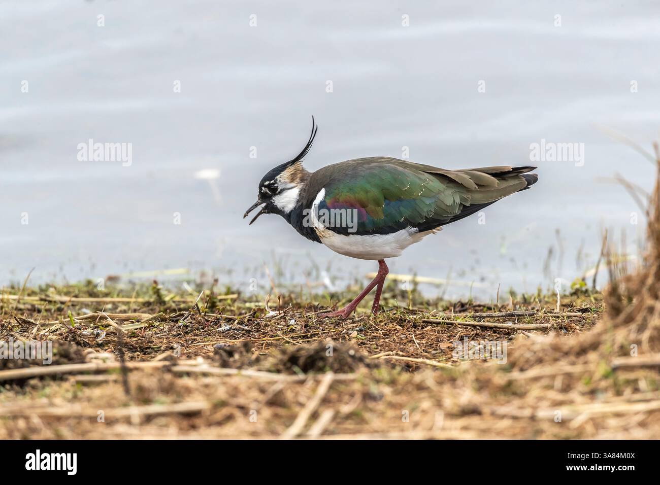 Umkippen. Vanellus vanellus an der Küste. UK Conservation Status: Rot gesehen im Summer Leys Nature Reserve, Northamptonshire, England, Großbritannien. Stockfoto