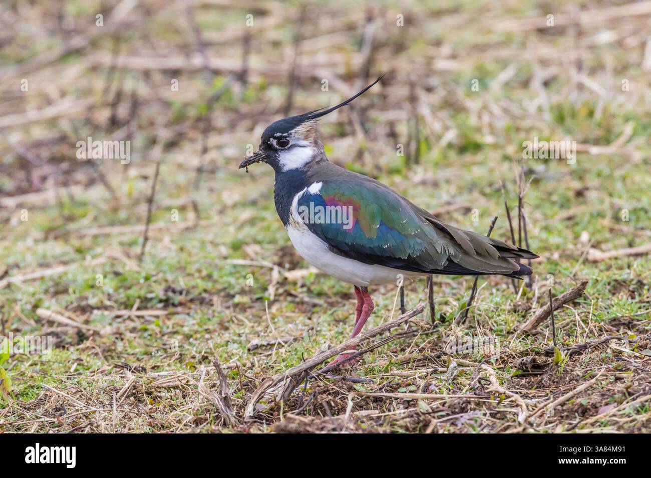 Umkippen. Vanellus vanellus an der Küste. UK Conservation Status: Rot gesehen im Summer Leys Nature Reserve, Northamptonshire, England, Großbritannien. Stockfoto
