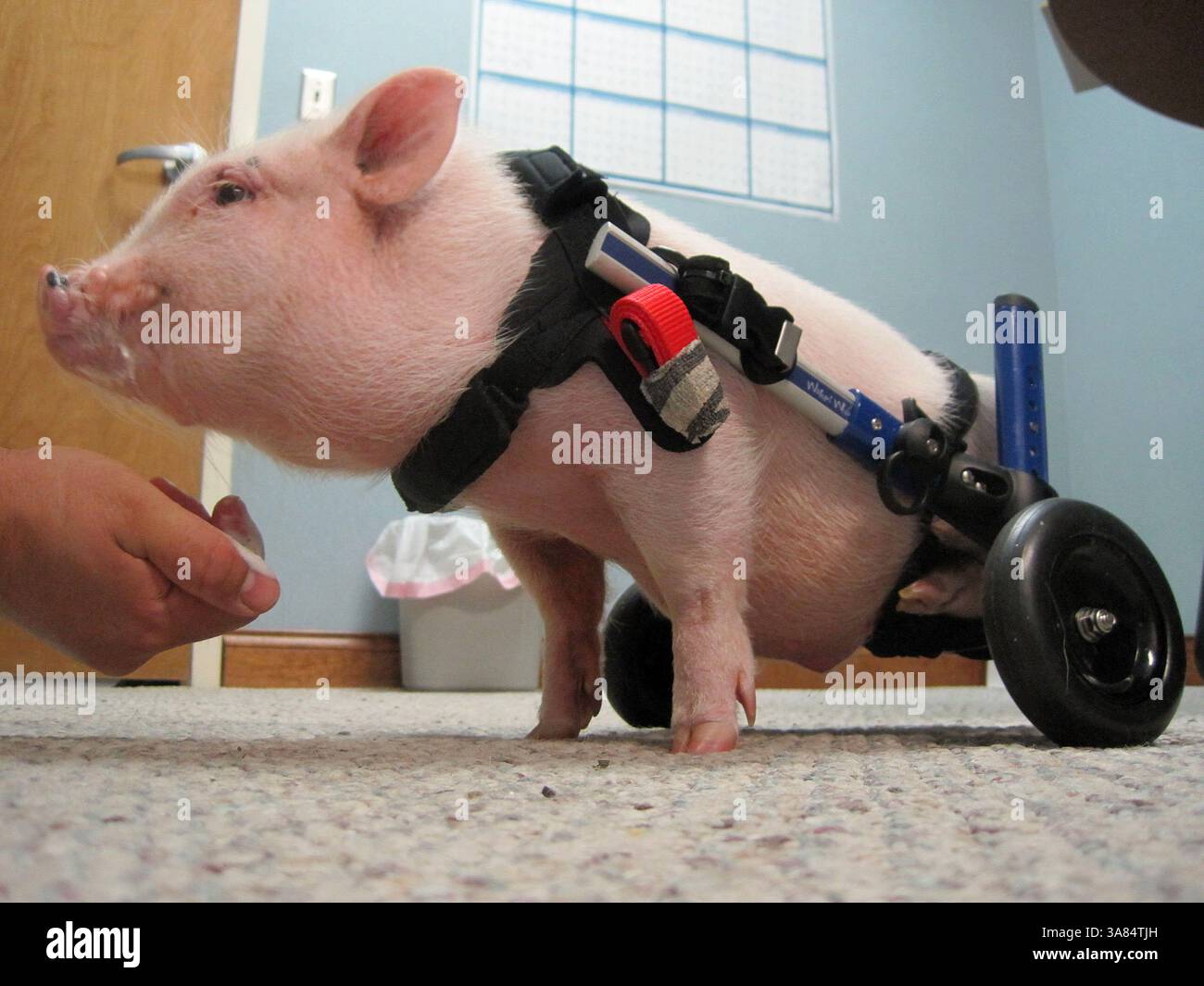8. Mai 2013 - Clermont, FL, USA - Chris P. Bacon, das behinderte Schwein, das Anfang des Jahres zu einer Internet-Sensation wurde, zeigt seinen permanenten Rollstuhl im Eastside Veterinary Hospital in Clermont, Florida, 8. Mai 2013. Ein Video, in dem Chris einen Rollstuhl aus Spielzeug benutzte, wurde viral, was zu einem Auftritt in der „Today“-Show und „Fox & Friends“ führte. Chris' Besitzer Dr. Len Lucero sagte über das Schwein: "Er hält mich beschäftigt. (Kreditbild: © Jon Busdeker/MCT/ZUMAPRESS.com) Stockfoto