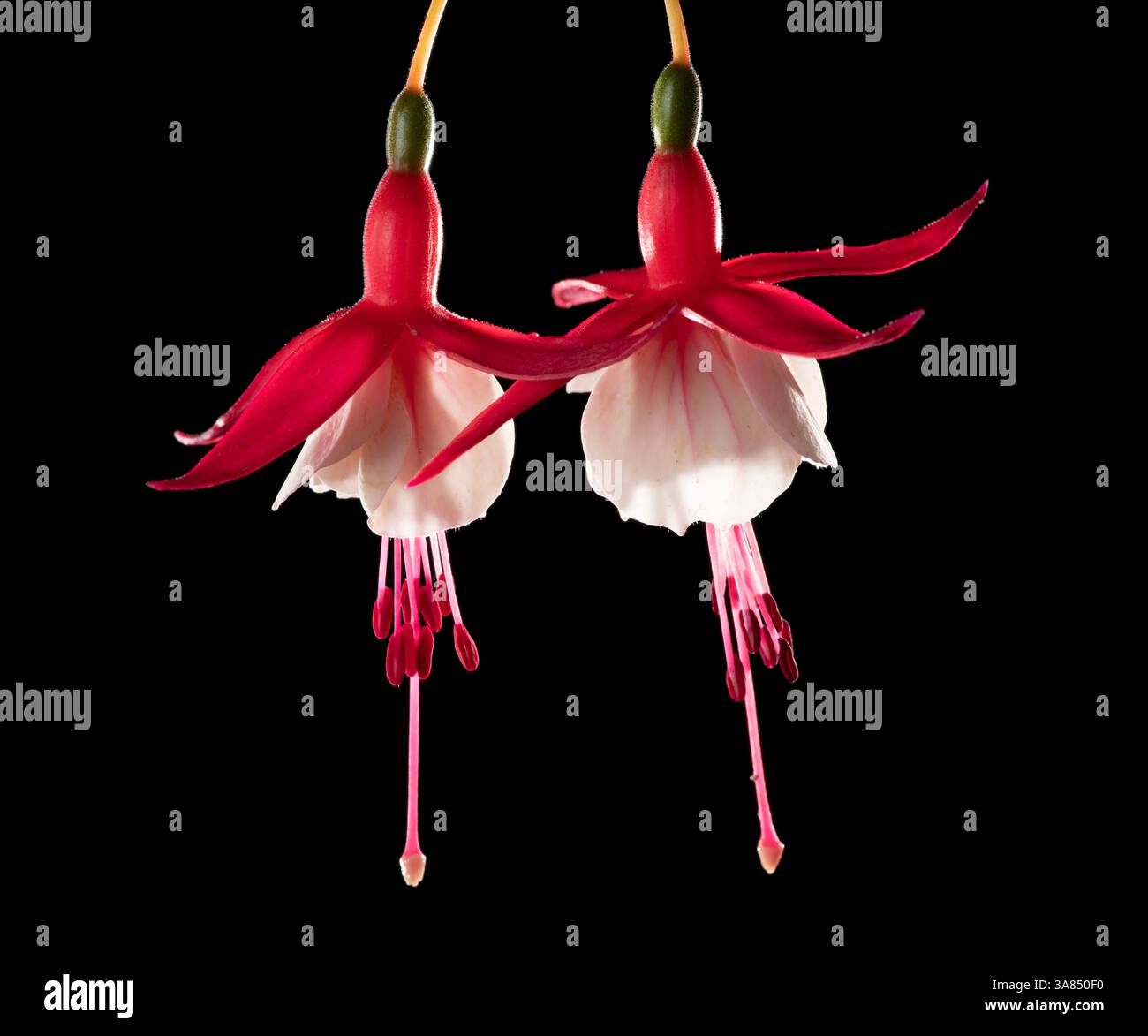 Fuchsia. Alice Hoffman Varietät. Zwei Blüten auf schwarzem Hintergrund Stockfoto