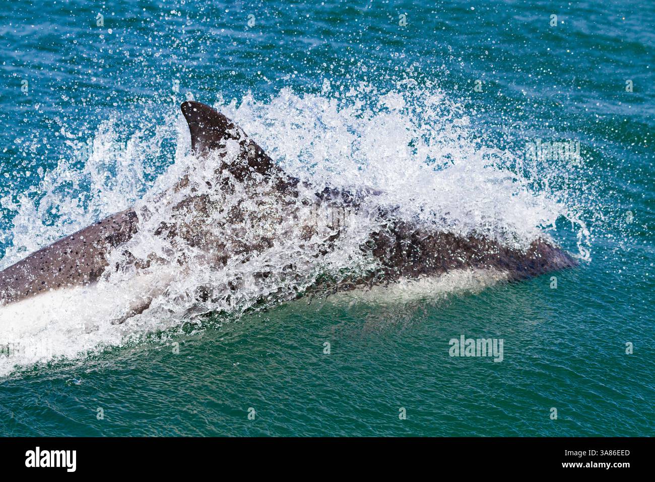 Erwachsene Peale's Delfin (Lagenorhynchus australis) Bogenreiten Zodiacs auf New Island auf den Falklandinseln Stockfoto