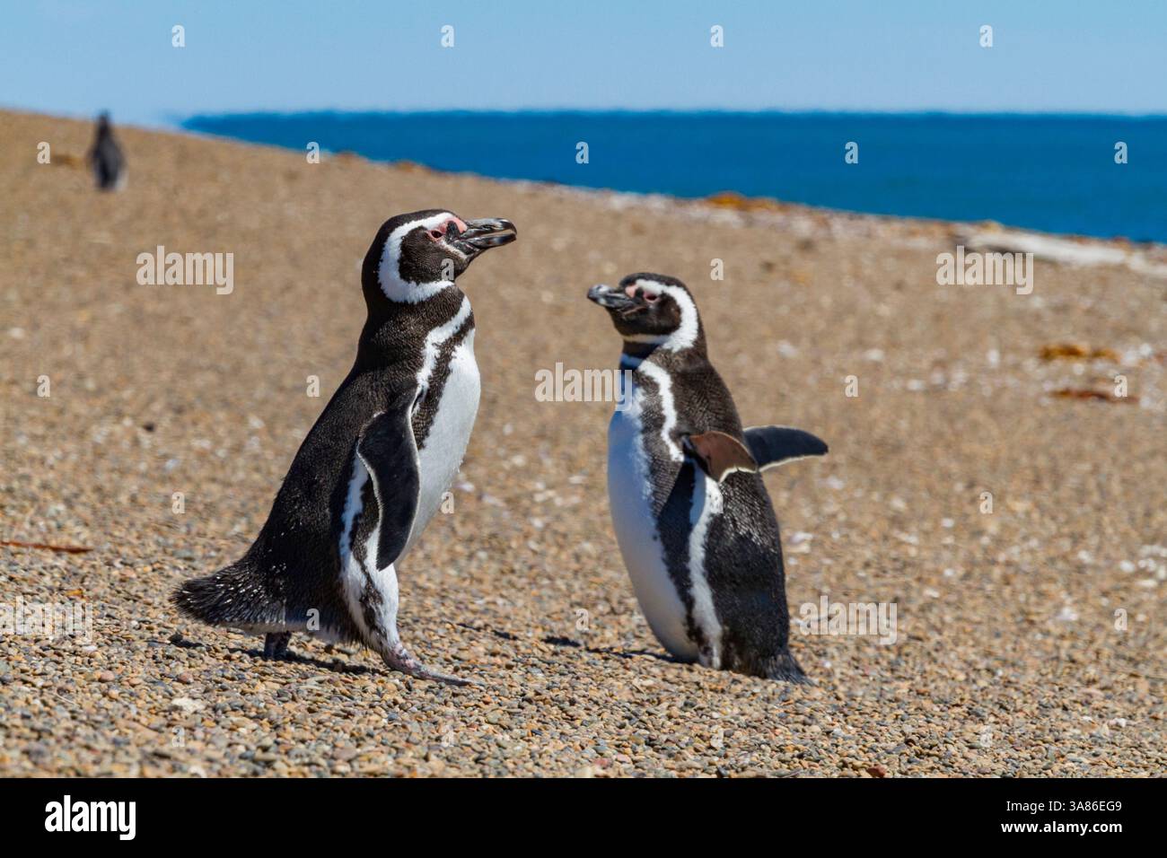 Magellanpinguine (Spheniscus magellanicus) an einer Zucht- und Molkereianlage in Estancia San Lorenzo, Argentinien Stockfoto