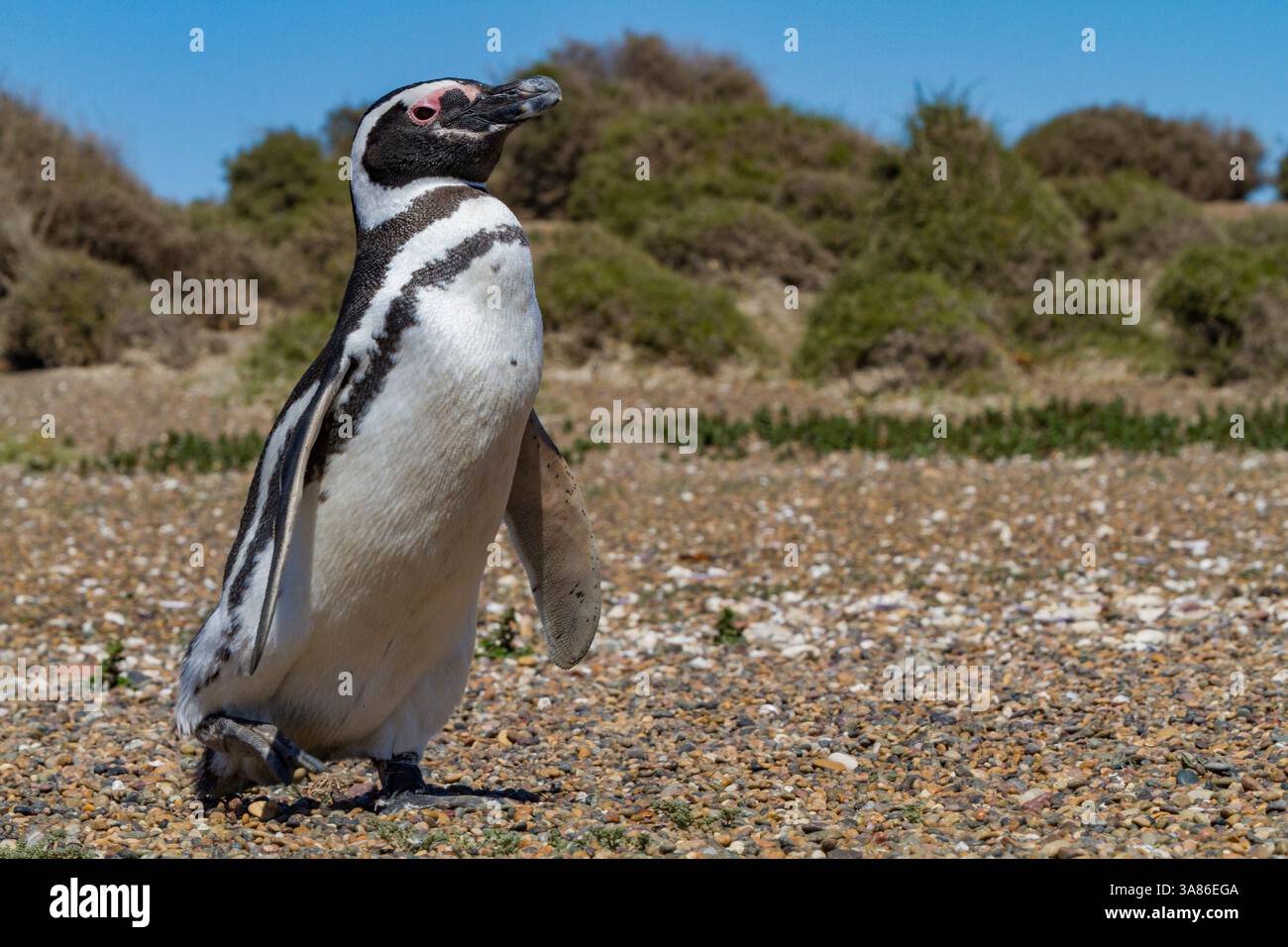 Magellanpinguin (Spheniscus magellanicus) an einer Zucht- und Molkereianlage in Estancia San Lorenzo, Argentinien Stockfoto