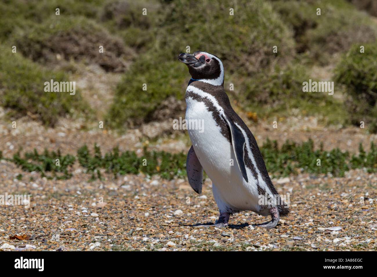 Magellanpinguin (Spheniscus magellanicus) an einer Zucht- und Molkereianlage in Estancia San Lorenzo, Argentinien Stockfoto