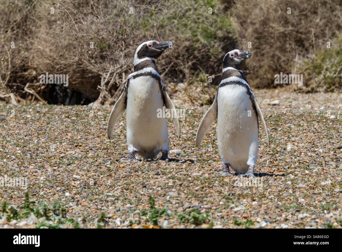 Magellanpinguine (Spheniscus magellanicus) an einer Zucht- und Molkereianlage in Estancia San Lorenzo, Argentinien Stockfoto