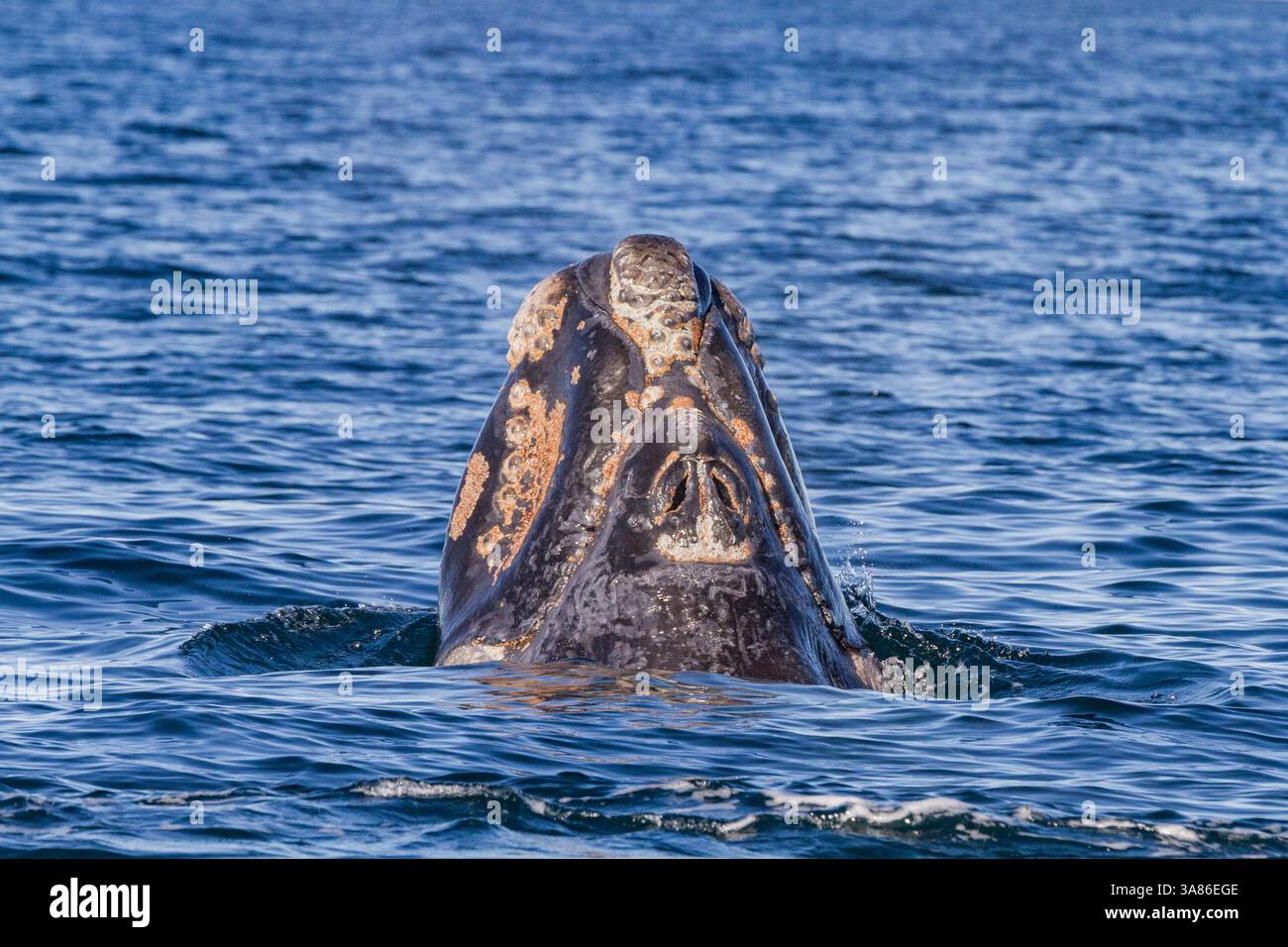 Südliches Glattwal (Eubalaena australis) Kalb in der Nähe von Puerto Pyramides, Golfo Nuevo, Halbinsel Valdez, Argentinien Stockfoto
