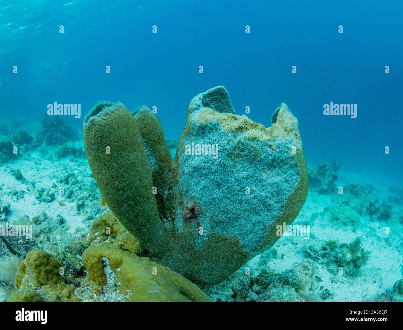 Unterwasseransicht des Riffs entlang des Umfangs des Great Blue Hole am Lighthouse Reef, UNESCO, Belize Stockfoto