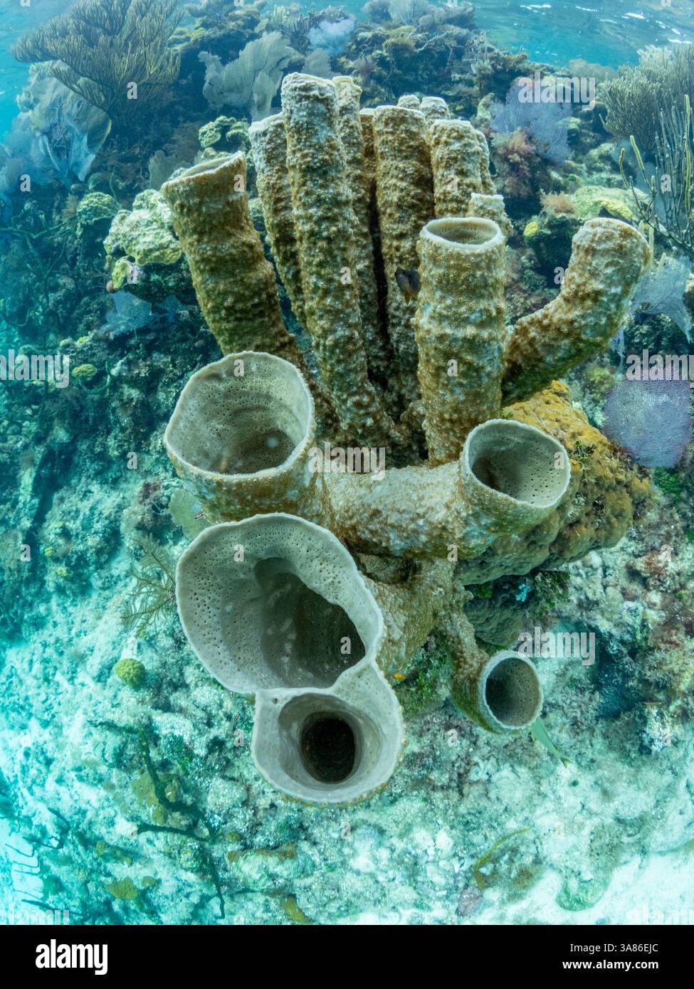Unterwasseransicht des Riffs entlang des Umfangs des Great Blue Hole am Lighthouse Reef, UNESCO, Belize Stockfoto