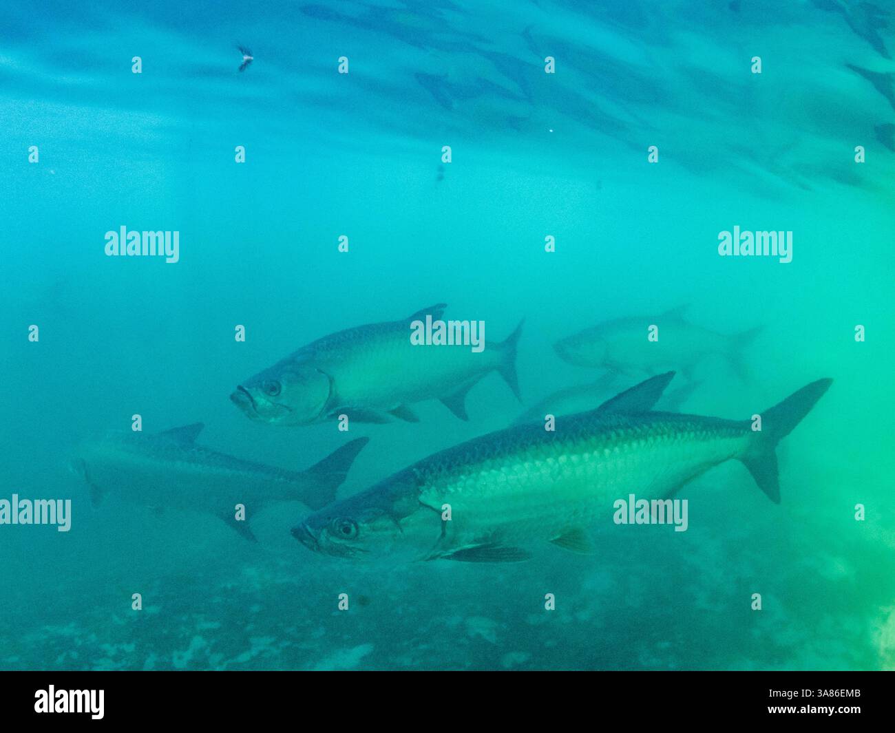 Tarpon (Megalops atlaticus), Unterwasserstation im mesoamerikanischen Barrier Reef, Belize Stockfoto