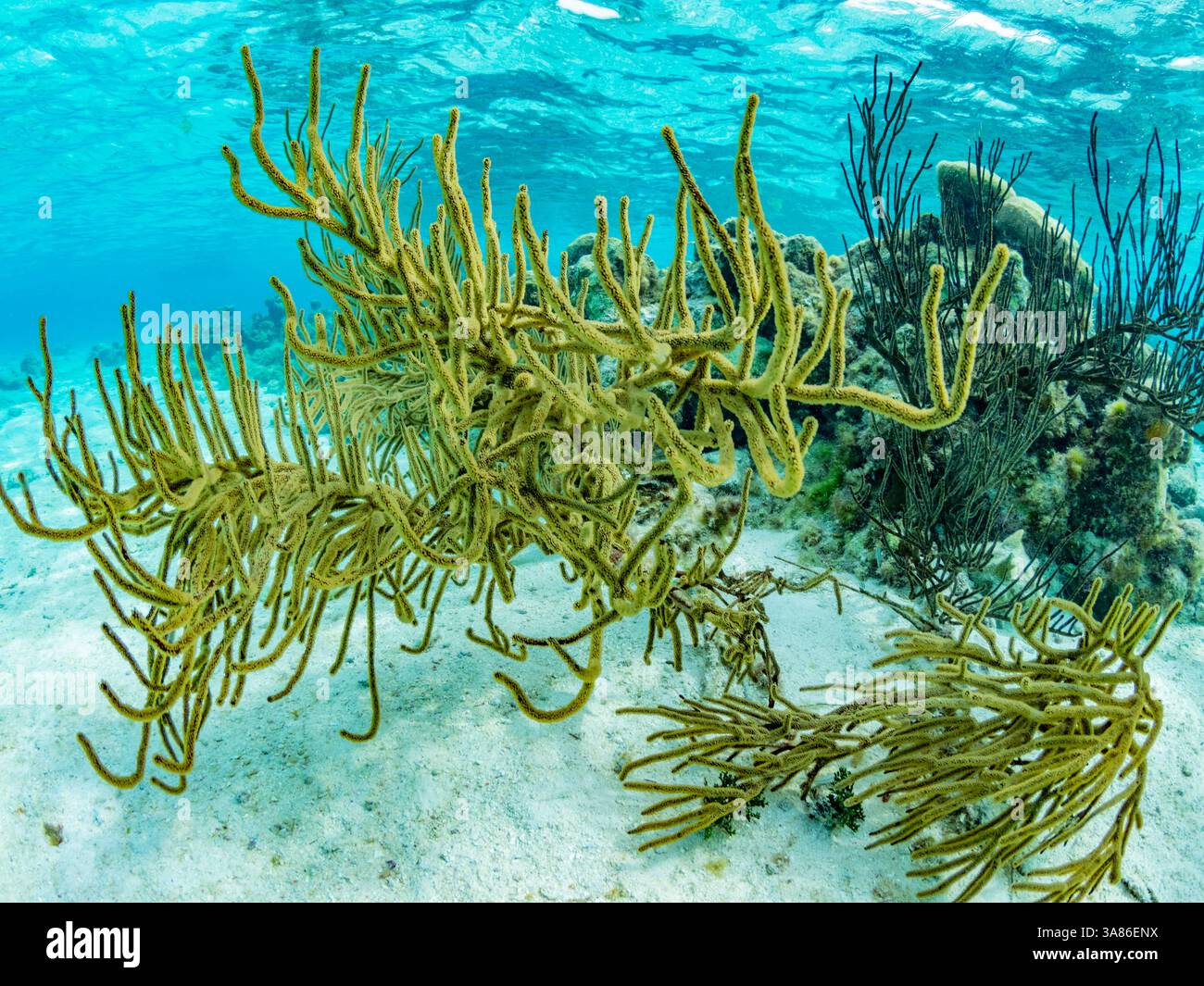 Unterwasseransicht des Riffsystems bei Half Moon Caye, UNESCO, Mesoamerican Barrier Reef, Belize Stockfoto