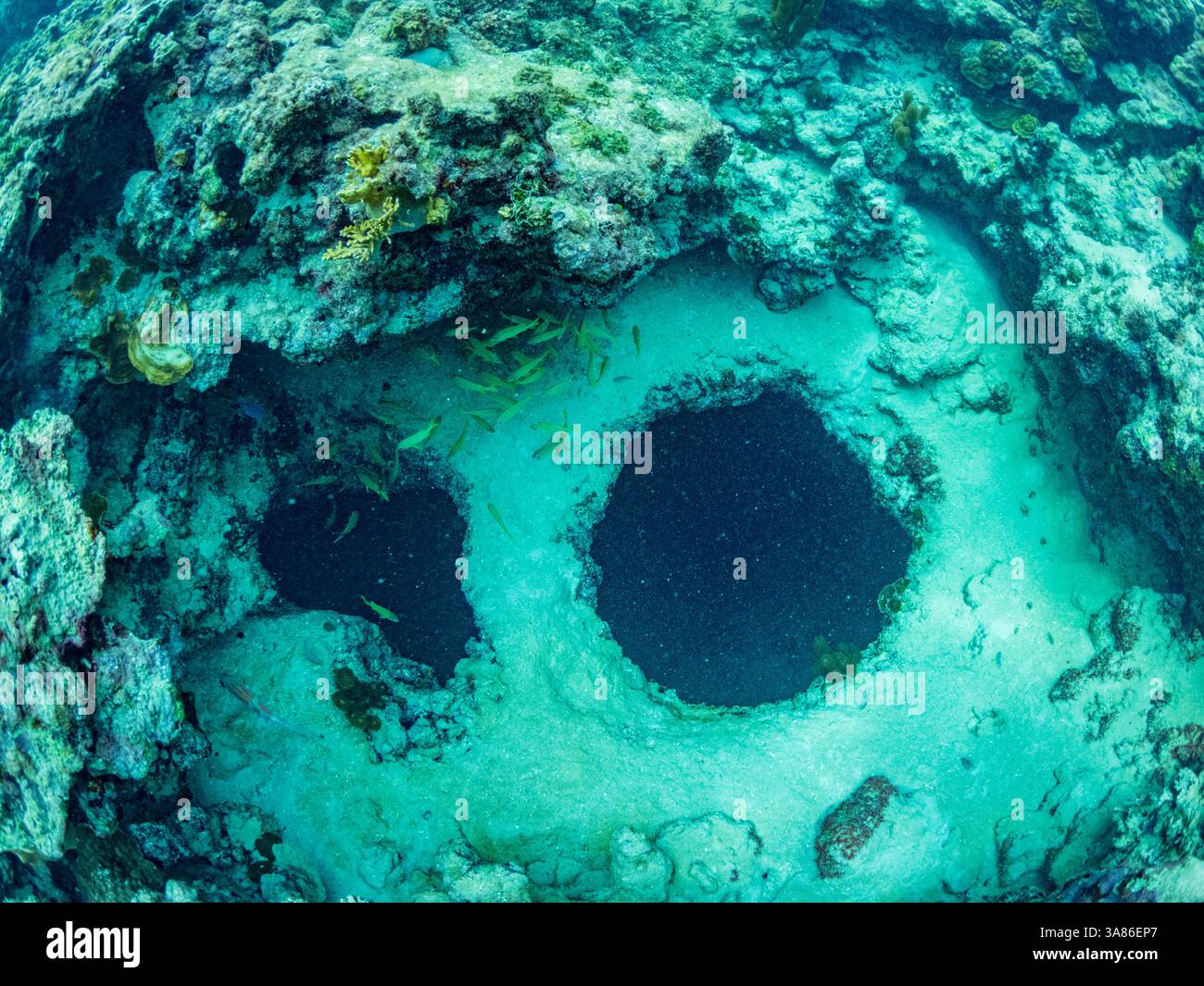Eine Vielzahl von Fischen und Korallen unter Wasser im Hol Chan Marine Preserve im mesoamerikanischen Barrier Reef in Belize Stockfoto