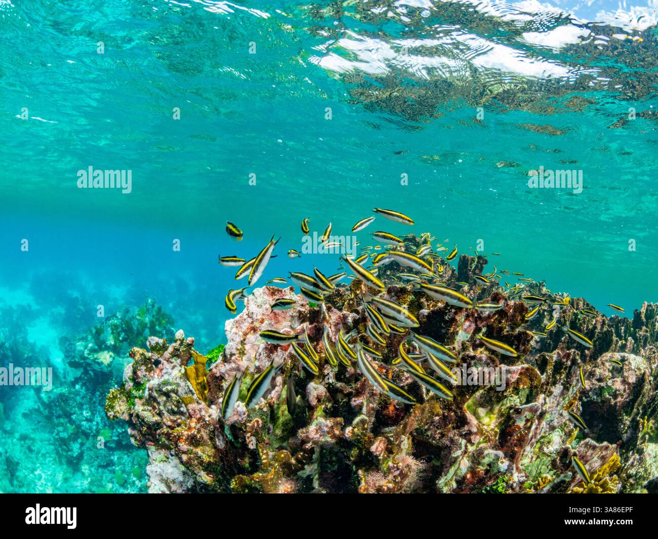 Eine Vielzahl von Fischen und Korallen unter Wasser im Hol Chan Marine Preserve im mesoamerikanischen Barrier Reef in Belize Stockfoto
