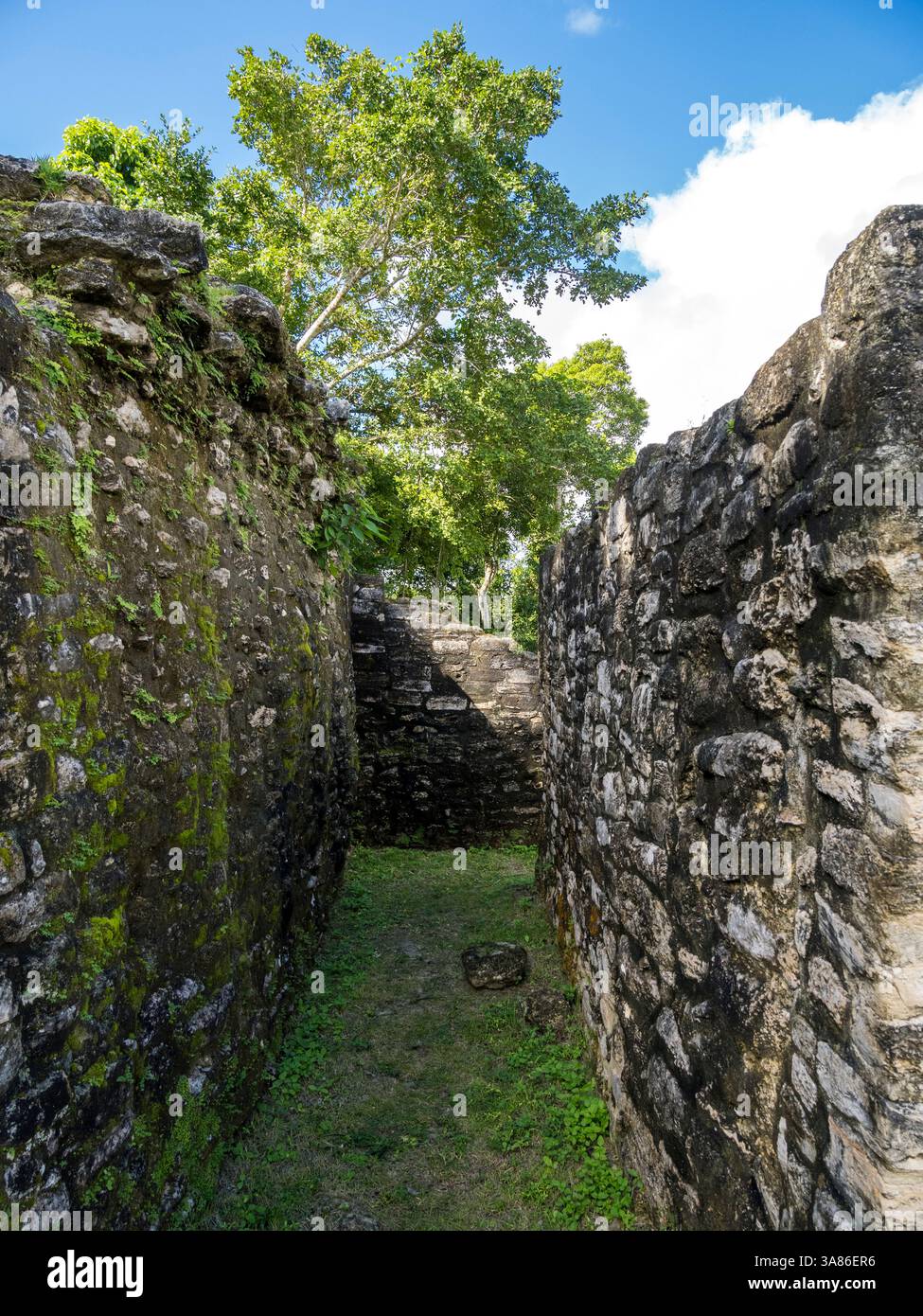 Der Jaguar Tempel an der mesoamerikanischen archäologischen Stätte Lamanai (untergetauchtes Krokodil), Belize Stockfoto