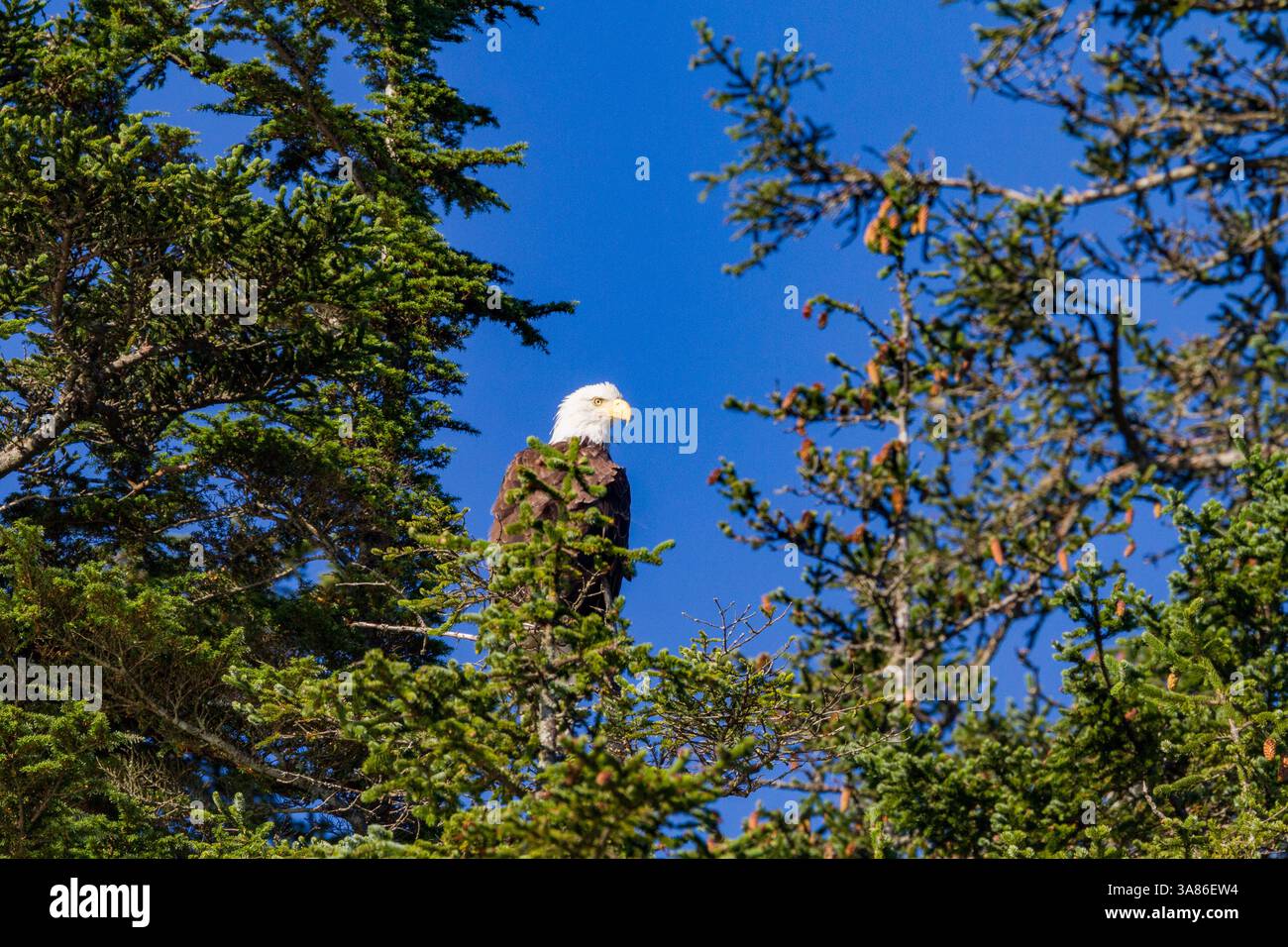 Adulter Weißkopfseeadler (Haliaeetus leucocephalus), der in der Sitka-Fichte im Südosten Alaskas, USA, thront Stockfoto