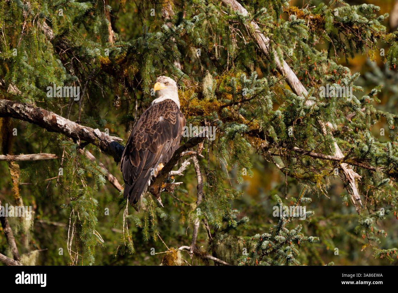 Adulter Weißkopfseeadler (Haliaeetus leucocephalus), der in der Sitka-Fichte im Südosten Alaskas, USA, thront Stockfoto