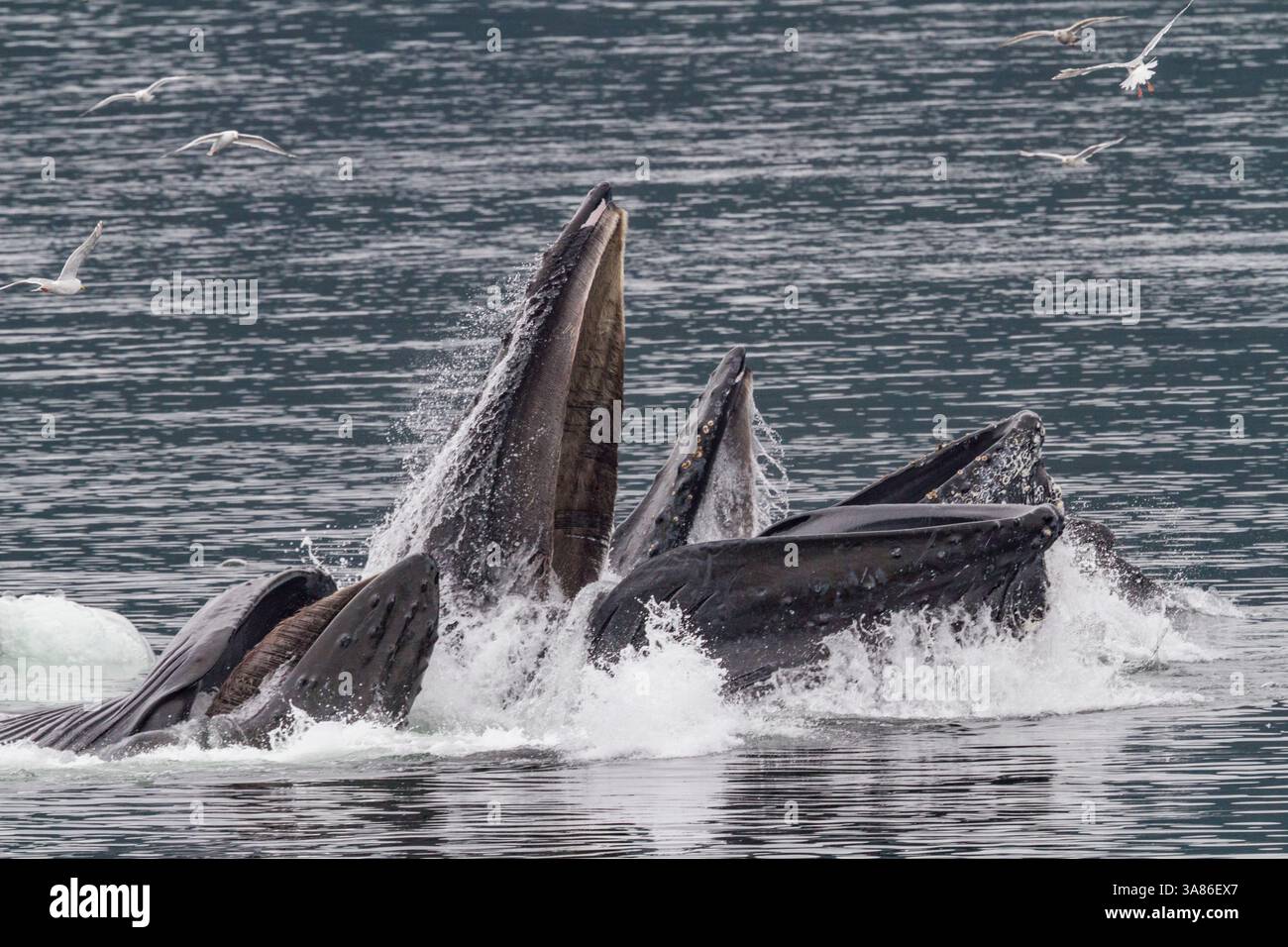 Ausgewachsene Buckelwale (Megaptera novaeangliae), die kooperativ im Südosten Alaskas (USA) als Blasennetzfütterung dienen Stockfoto