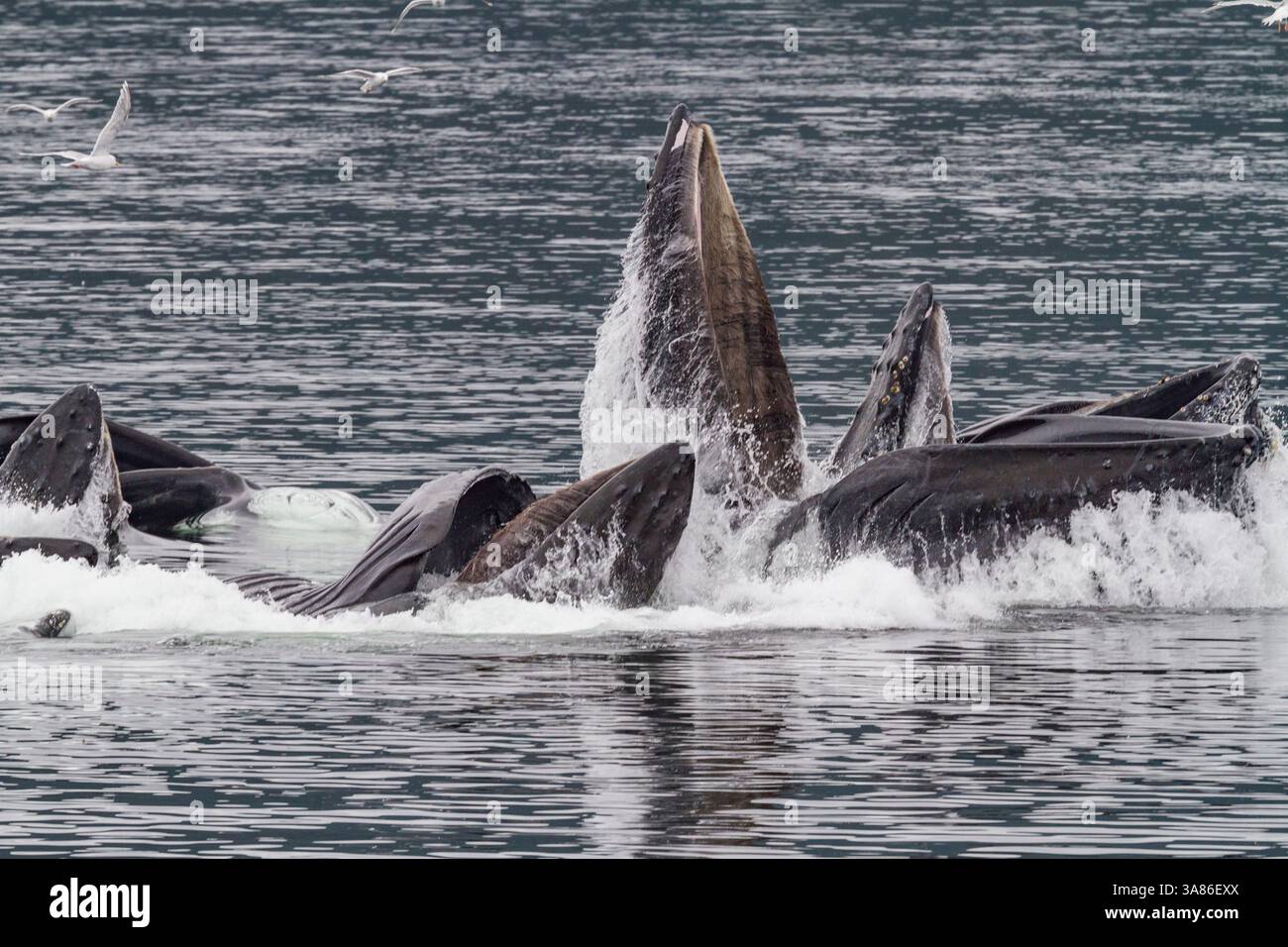 Ausgewachsene Buckelwale (Megaptera novaeangliae), die kooperativ im Südosten Alaskas (USA) als Blasennetzfütterung dienen Stockfoto