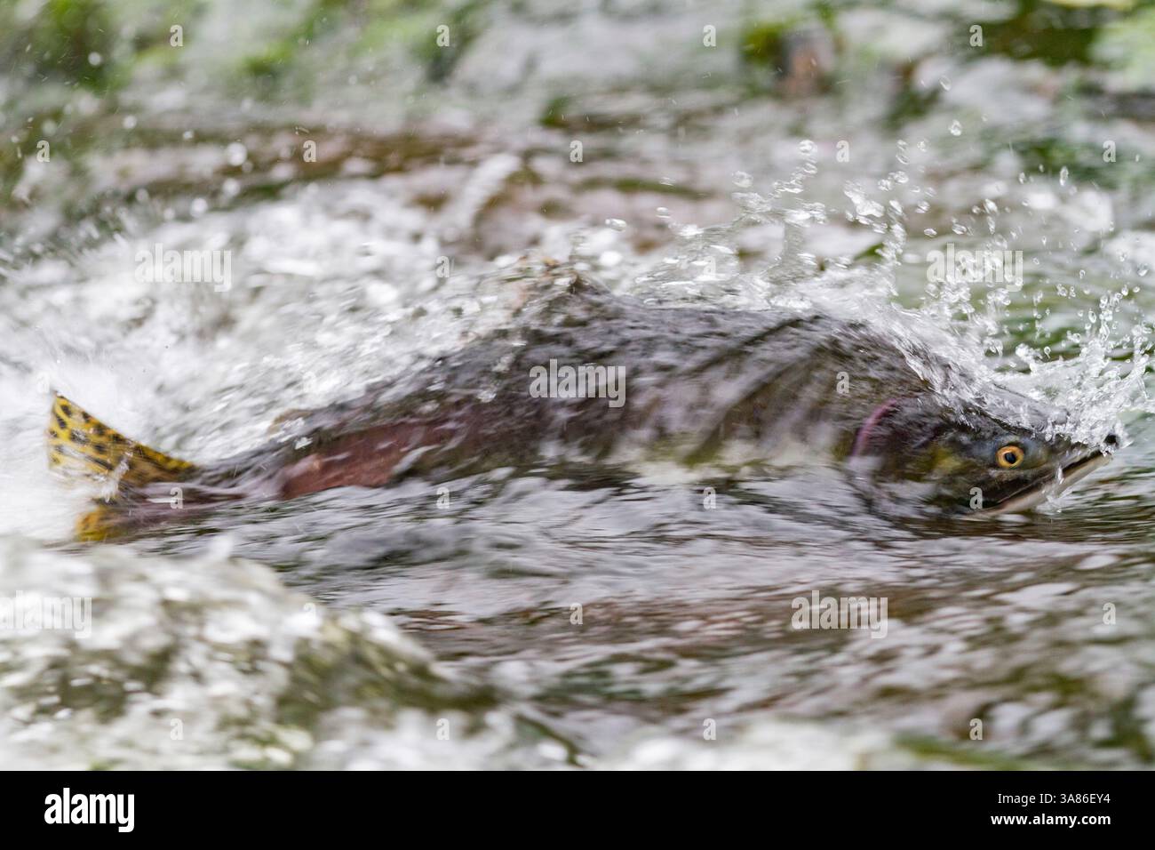 Toter und sterbender rosafarbener Lachs (Oncorhynchus gorbuscha), der sich nach der Laicherei kurz außerhalb von Sitka, Alaska, Vereinigte Staaten von Amerika sammelt Stockfoto