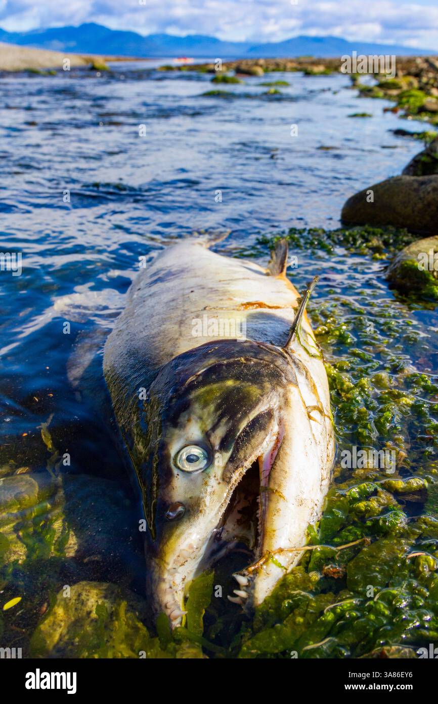 Toter und sterbender rosafarbener Lachs (Oncorhynchus gorbuscha), der sich nach der Laicherei kurz außerhalb von Sitka, Alaska, Vereinigte Staaten von Amerika sammelt Stockfoto