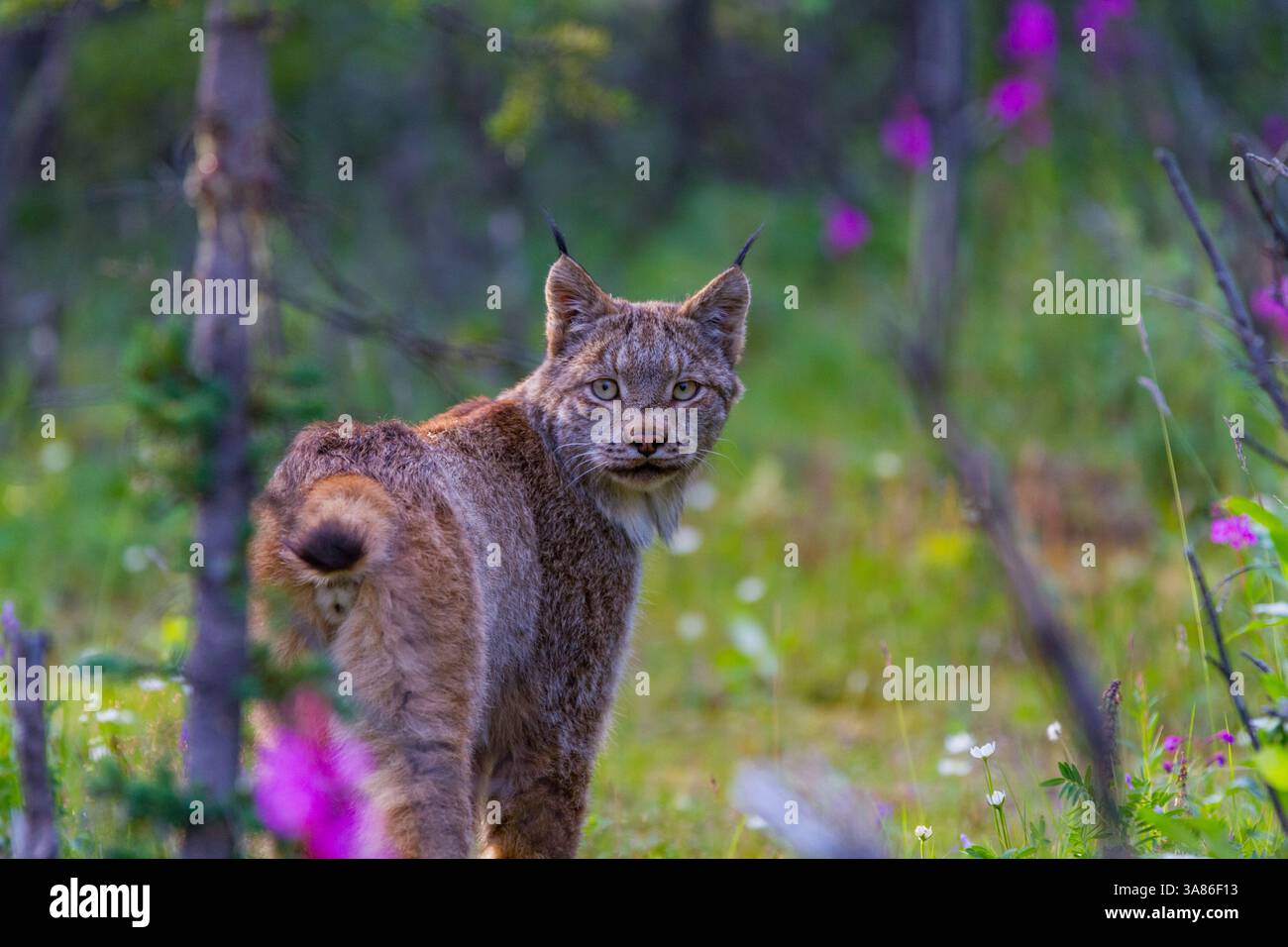 Adulte Kanadischen Luchse (Lynx canadensis) im Denali-Nationalpark, Alaska, USA Stockfoto