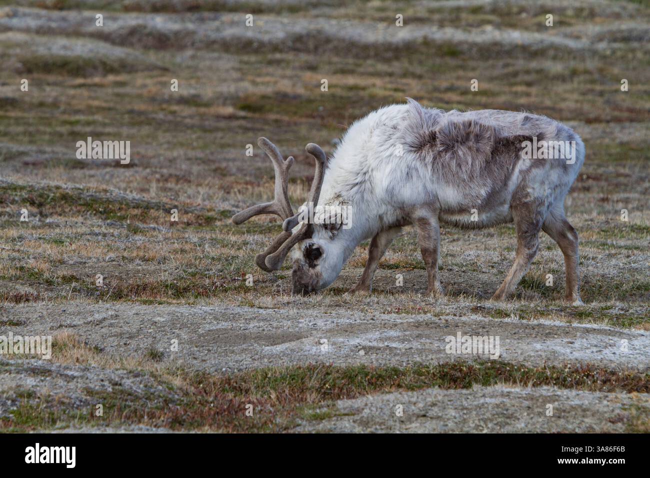 Ausgewachsene Svalbard-Rentiere (Rangifer tarandus platyrhynchus), die innerhalb der Stadtgrenzen von Longyearbyen, Svalbard, Norwegen weiden Stockfoto
