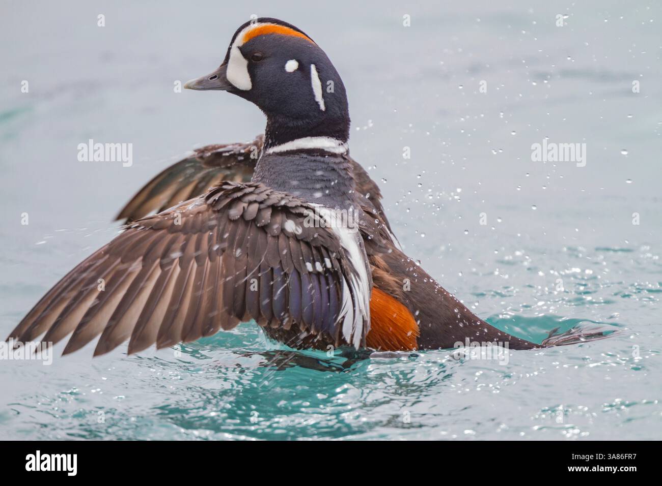 Erwachsene Harlekin-Ente (Histrionicus histrionicus) in vollem Brutgefieder im ruhigen Wasser des Lake Myvatn, Island Stockfoto