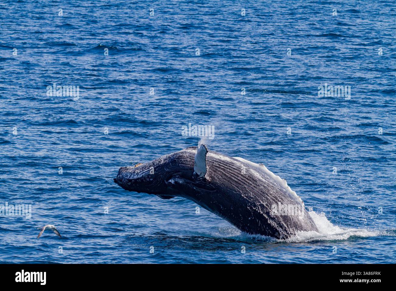 Ausgewachsener Buckelwal (Megaptera novaeangliae), durchbricht den Fjord von Isfjardardjup, Island Stockfoto