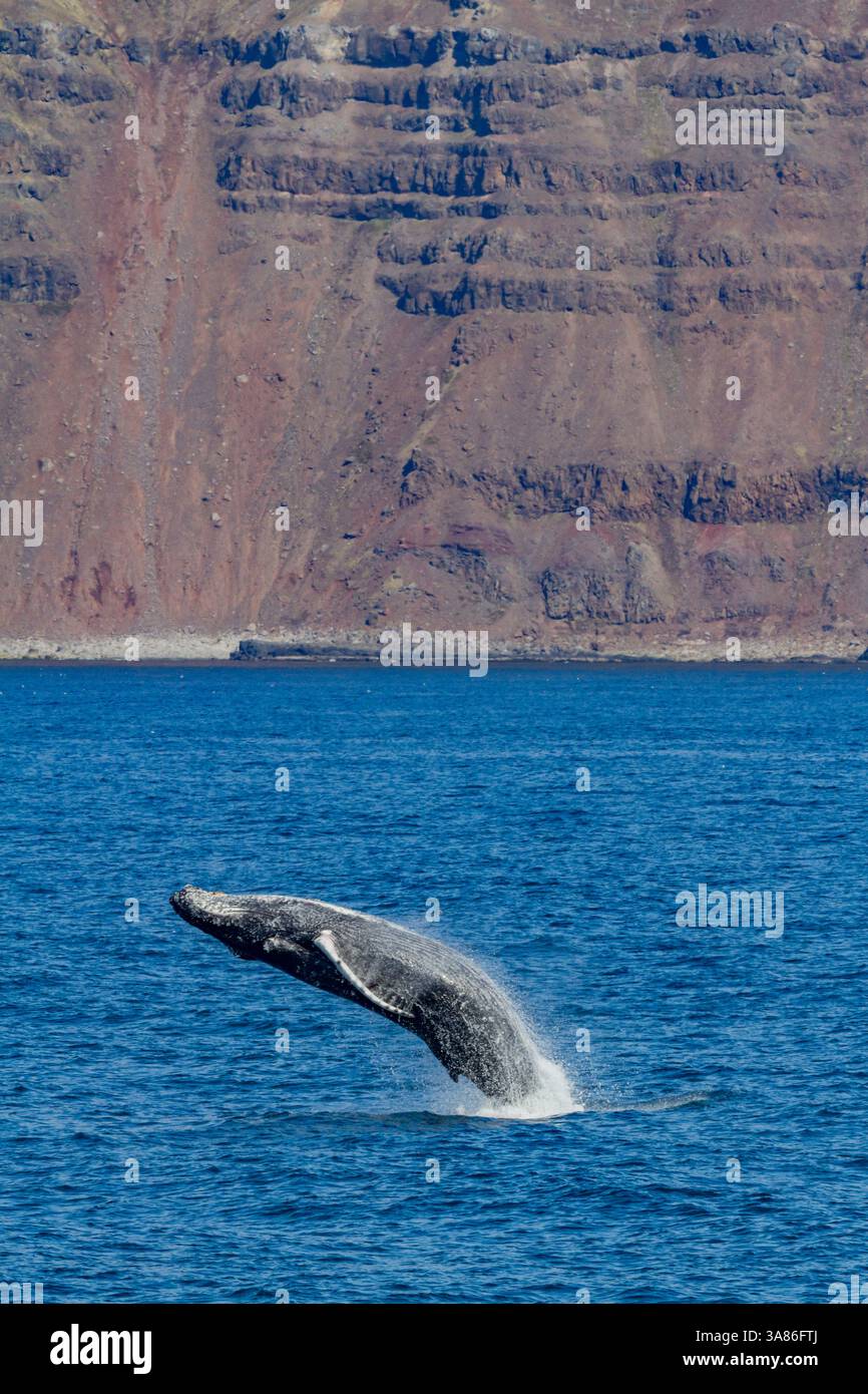 Ausgewachsener Buckelwal (Megaptera novaeangliae), durchbricht den Fjord von Isfjardardjup, Island Stockfoto