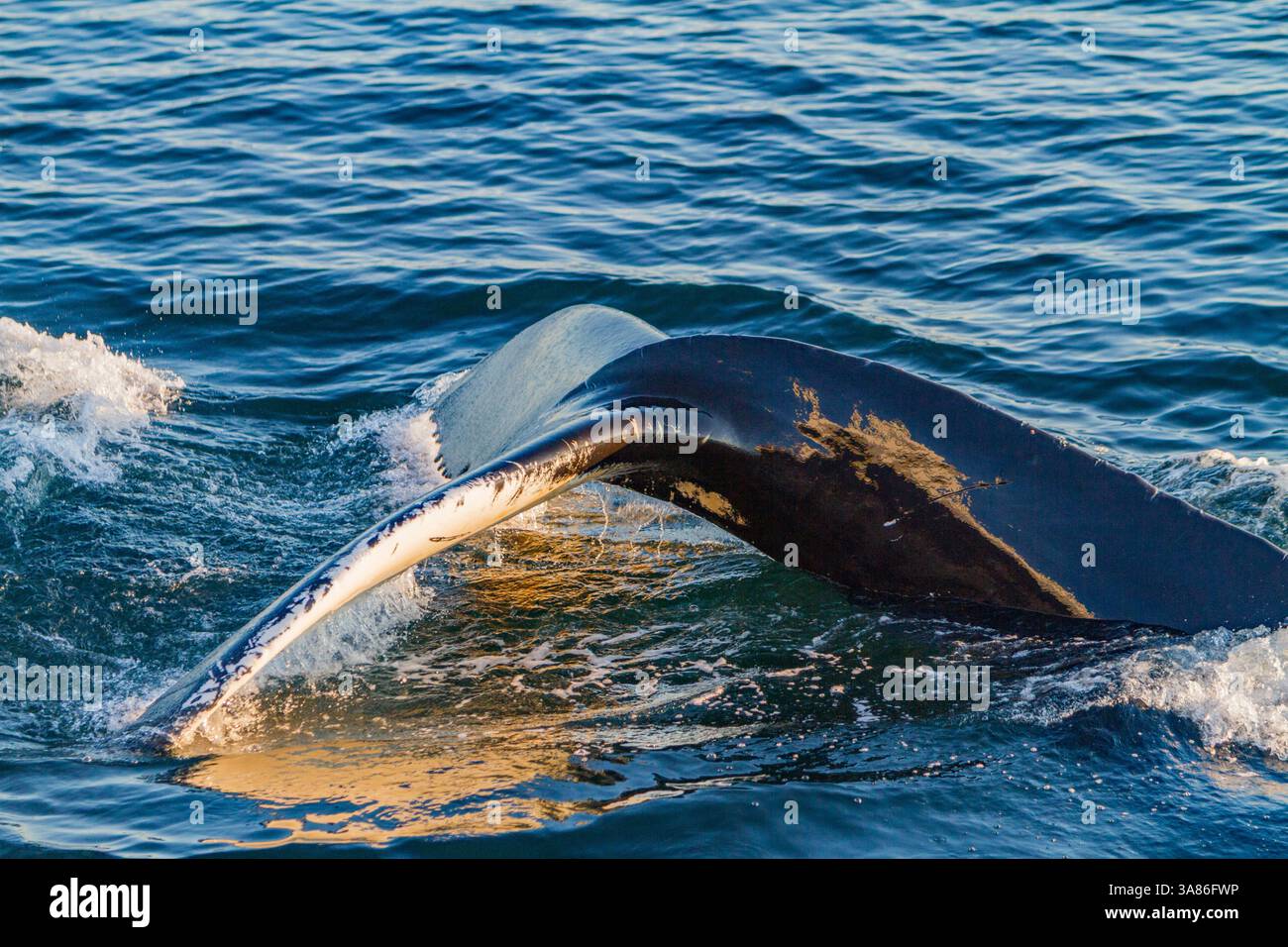 Ausgewachsener Buckelwal (Megaptera novaeangliae), Tauchgang mit Flukes in Siglufjorour, Island Stockfoto