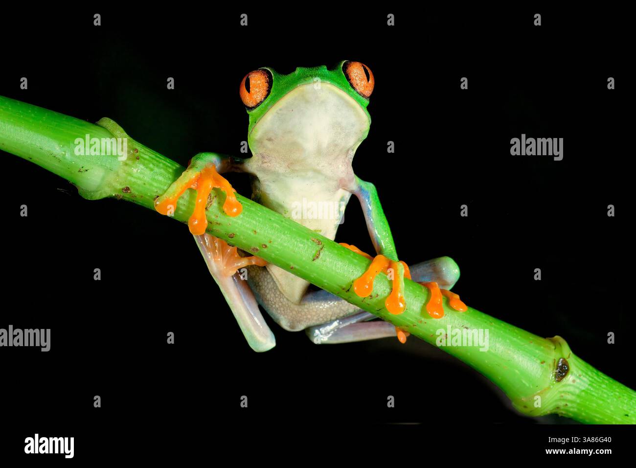 Rotaugenfrosch (Rotaugenfrosch) (Agalychnis callidryas) auf einem Zweig, Costa Rica Stockfoto