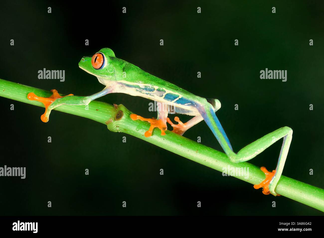 Rotäugiger Baumfrosch (Rotäugiger Blattfrosch) (Agalychnis callidryas), der über einen Zweig läuft, Costa Rica Stockfoto