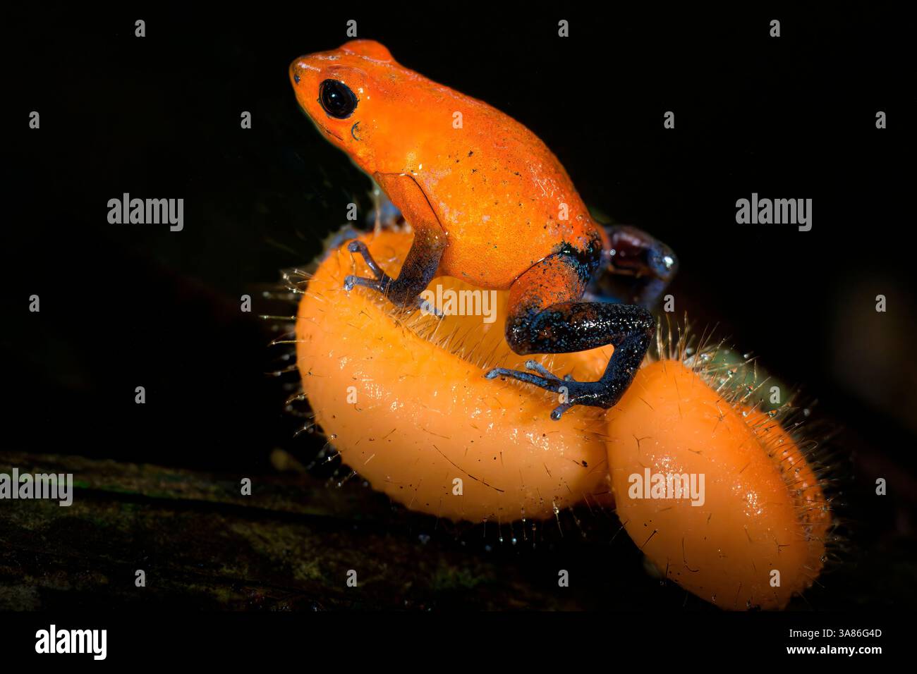 Erdbeergiftfrosch (Blaue Jeans Giftfrosch) (Oophaga pumilio), Costa Rica Stockfoto