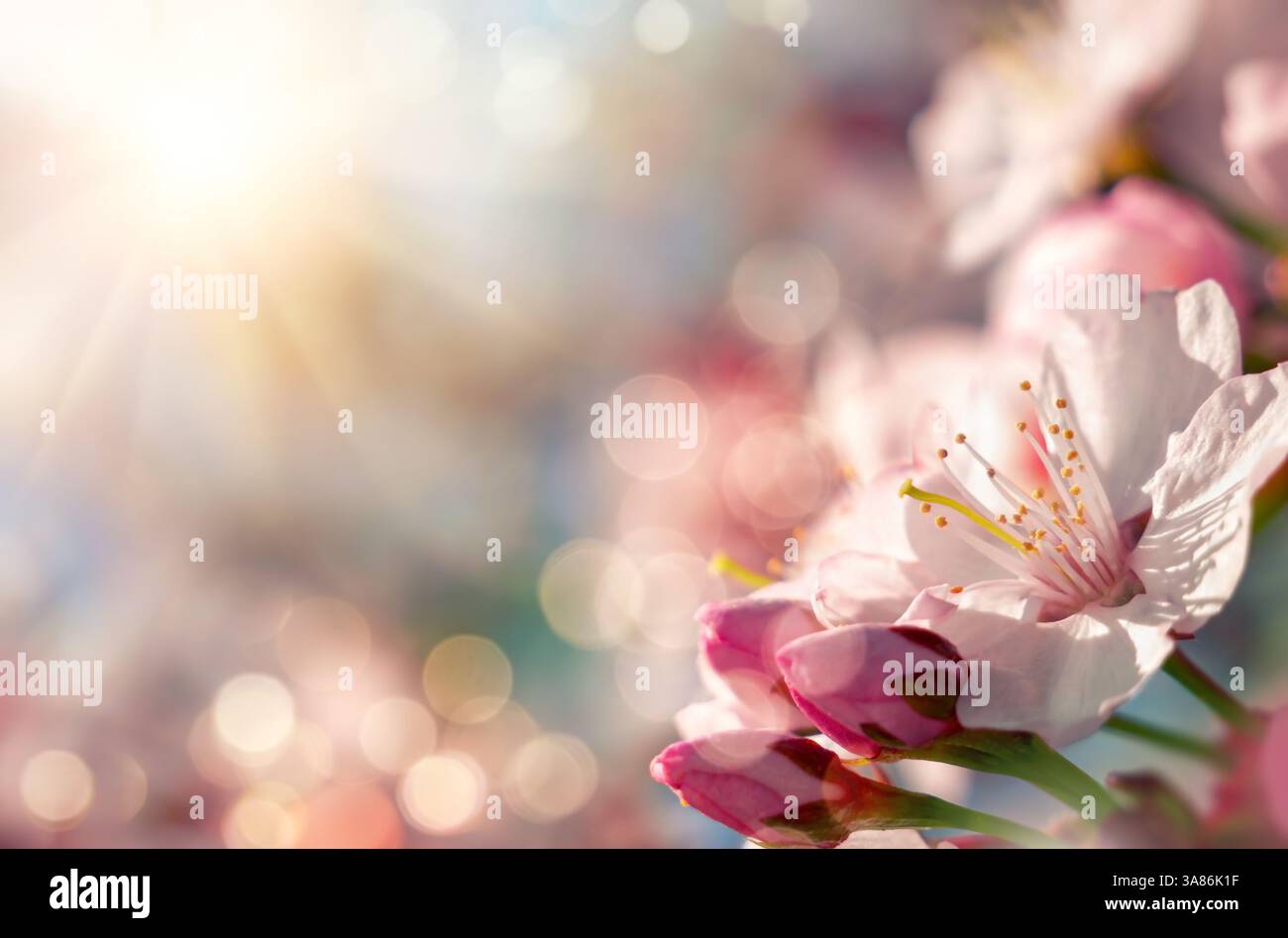 Kirschblüten erwachen im Frühlingssonnenlicht, mit verschwommenem Hintergrund und der hellen Sonne Stockfoto Kirschblüten erwachen im Frühlingssonnenlicht, mit verschwommenem Hintergrund und der hellen Sonne Stockfoto