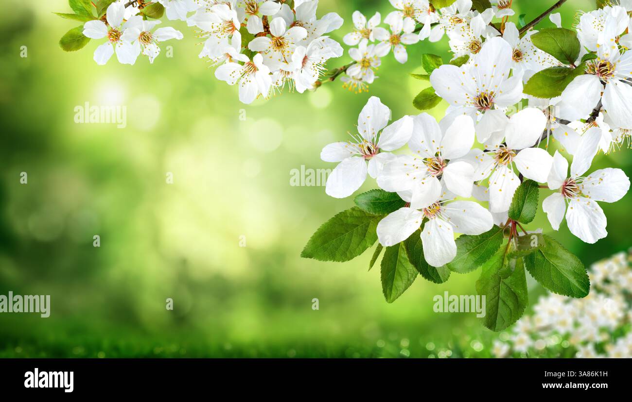 Weiße Blüten auf grünem, verschwommenem Naturhintergrund. Frühlingszweige mit wunderschönem Bokeh und hellem Kopierraum. Stockfoto Weiße Blüten auf grünem, verschwommenem Naturhintergrund. Frühlingszweige mit wunderschönem Bokeh und hellem Kopierraum. Stockfoto