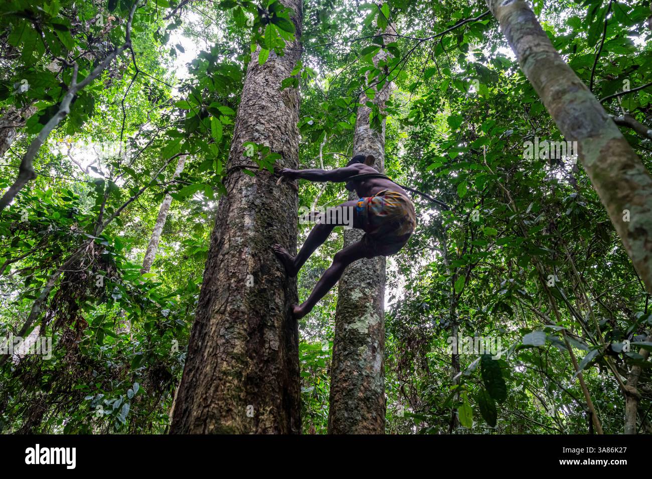 Pygmy man klettert auf einen Baum, Dzanga Sangha Nationalpark, UNESCO, Zentralafrikanische Republik Stockfoto