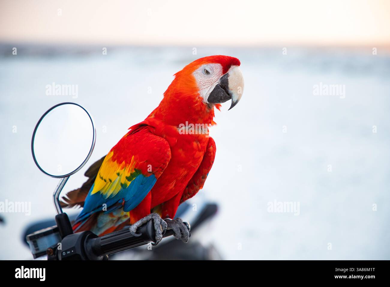 Porträt eines Papageiens, eines Aras, der Malediven, des Indischen Ozeans Stockfoto