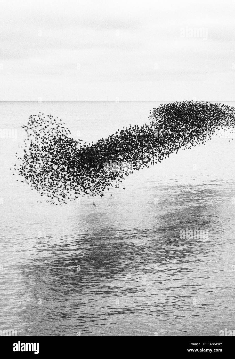 Starling Murmeln bei Sonnenuntergang, aus Sicht von Brighton Beach, City of Brighton and Hove, East Sussex, England, Vereinigtes Königreich Stockfoto