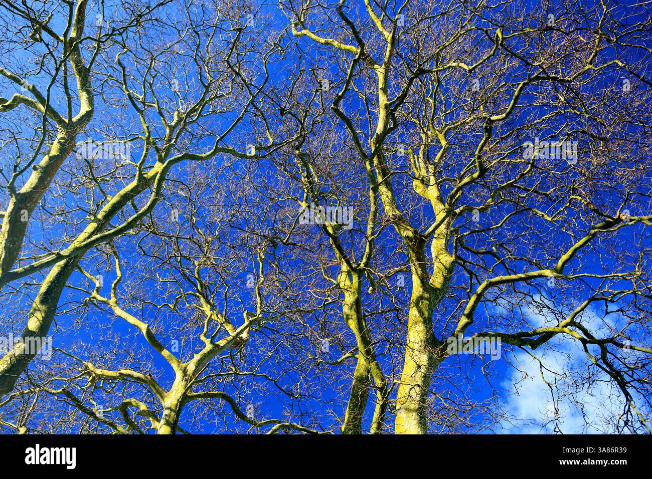 Baumdetails, Sao Miguel, Azoren, Atlantik, Portugal Stockfoto