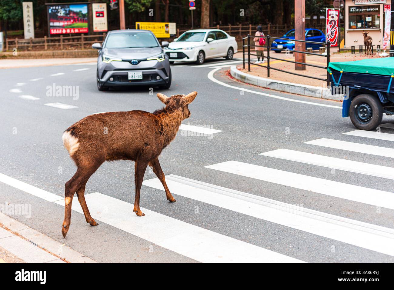 Ein wilder Hirsch, der auf einem Wanderweg in Nara spaziert, berühmt für seine freundlichen, frei herumlaufenden Hirsche, Nara, Honshu, Japan Stockfoto
