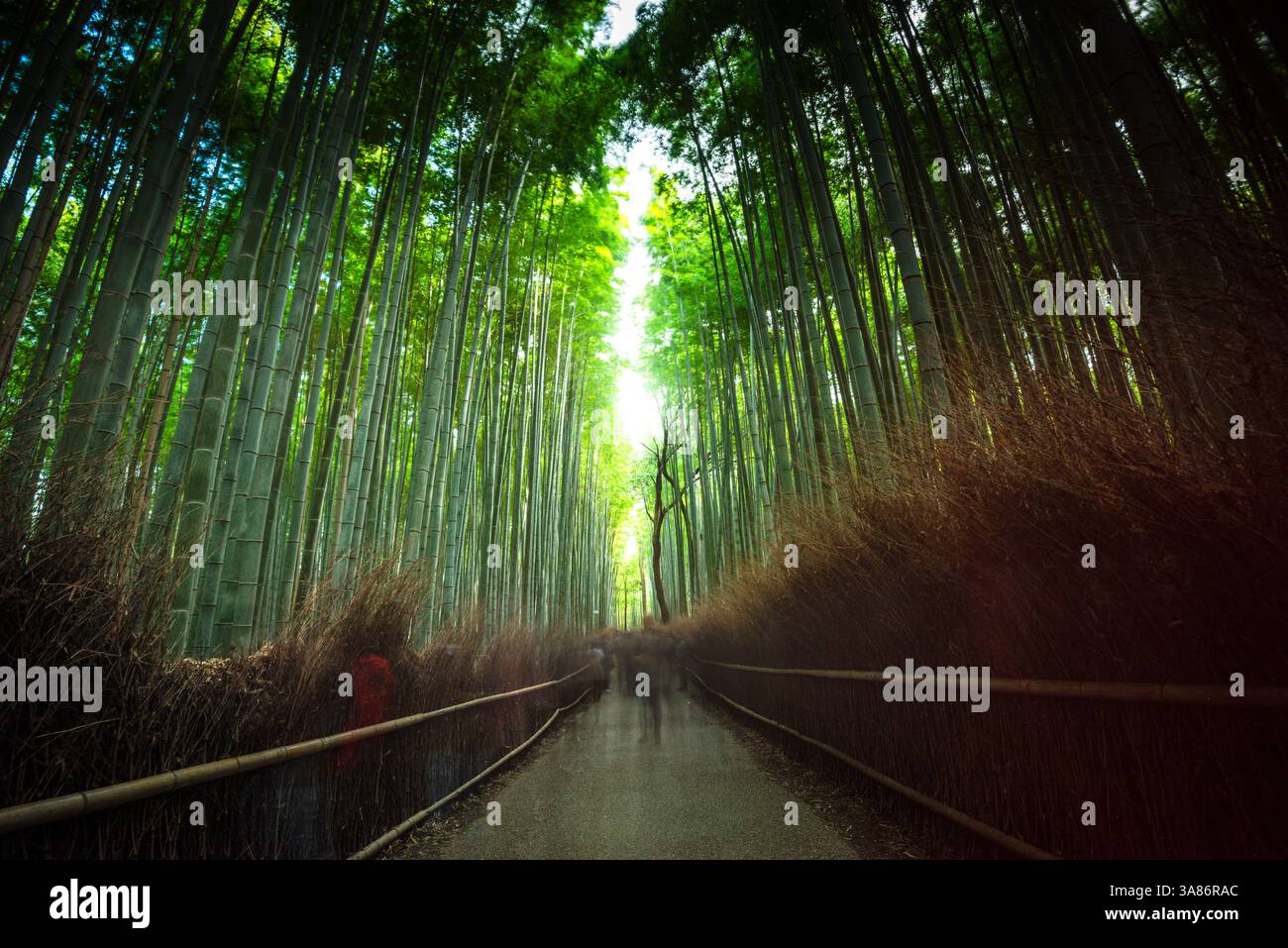 Besucher schlendern auf dem berühmten Pfad des Arashiyama Bamboo Grove in Kyoto, Honshu, Japan Stockfoto