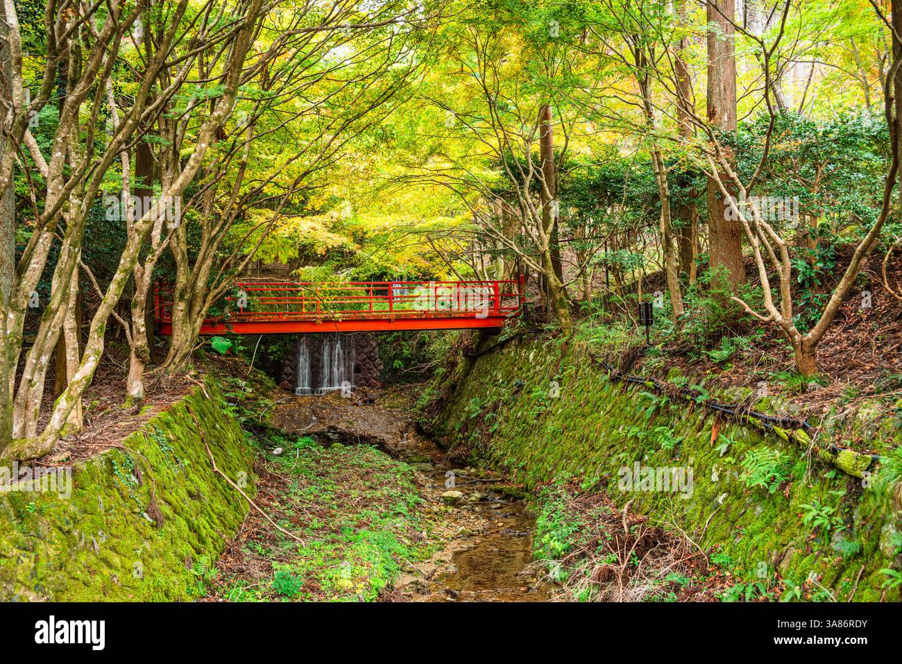 Eine ruhige, moosbedeckte Schlucht, eingerahmt von Herbstbäumen und einer markanten roten Brücke, die eine malerische Szene in Kyoto, Honshu, Japan, schafft Stockfoto