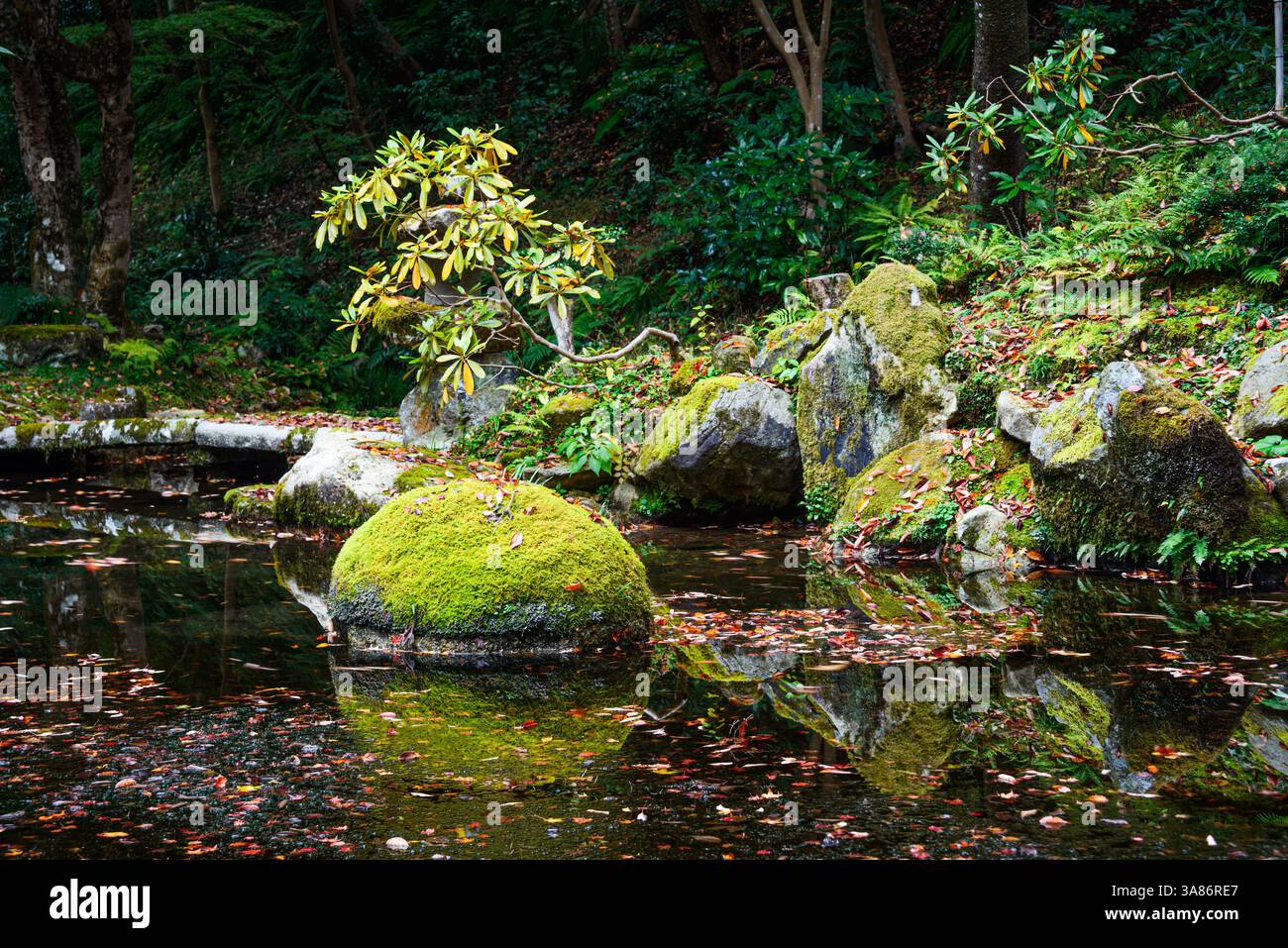 Ein friedlicher Zen-Garten mit moosbedeckten Felsen, einem kleinen Baum und einem reflektierenden Teich im Sanzen-in Tempel in Kyoto, Honshu, Japan Stockfoto
