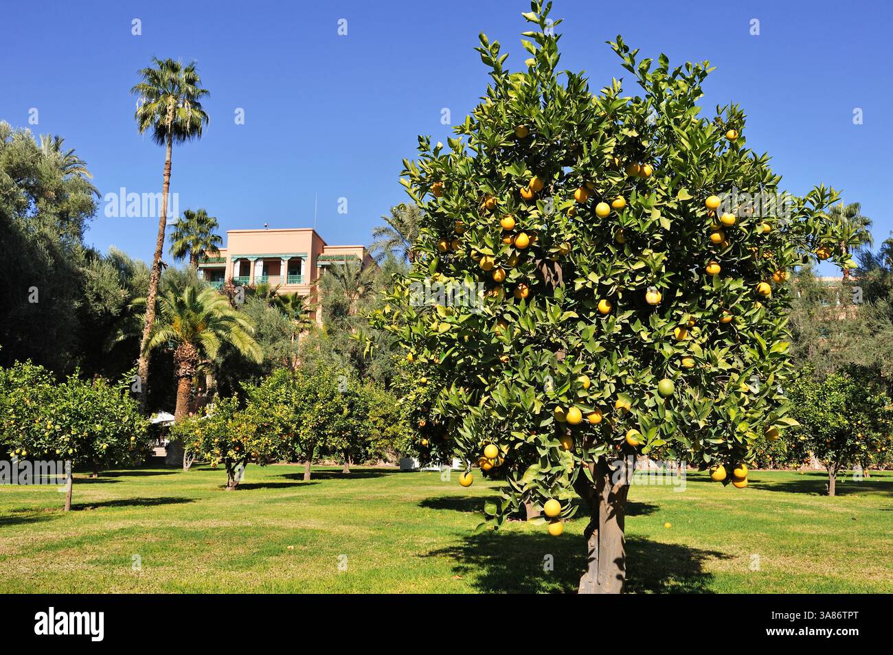 Orangenhain im Garten des luxuriösen 5-Sterne-Hotels La Mamounia, Marrakesch, Marokko Stockfoto