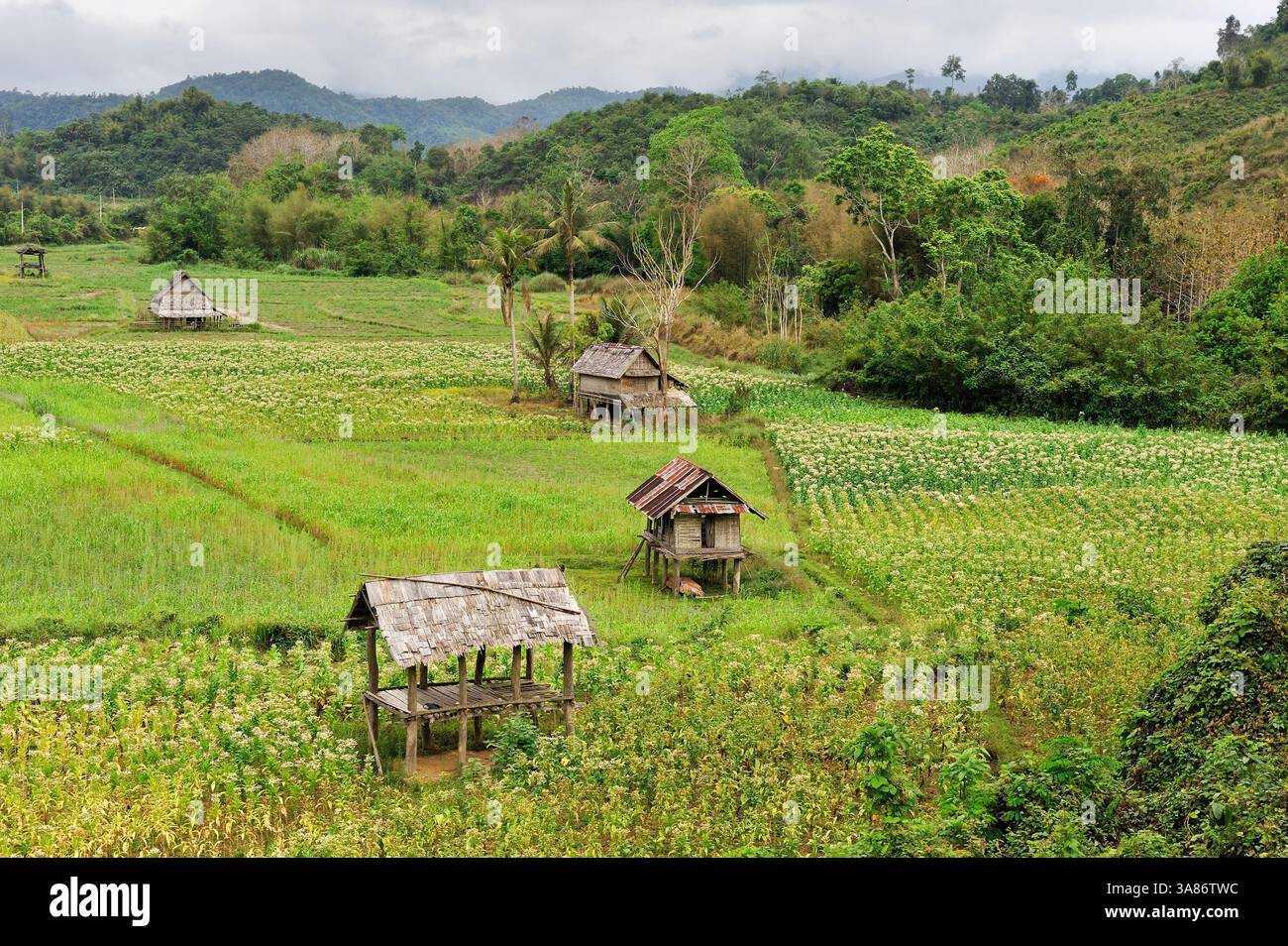 Mais- und Reisfelder in der Gegend um Nong Khiaw, Provinz Luang Prabang, Laos Stockfoto Mais- und Reisfelder in der Gegend um Nong Khiaw, Provinz Luang Prabang, Laos Stockfoto