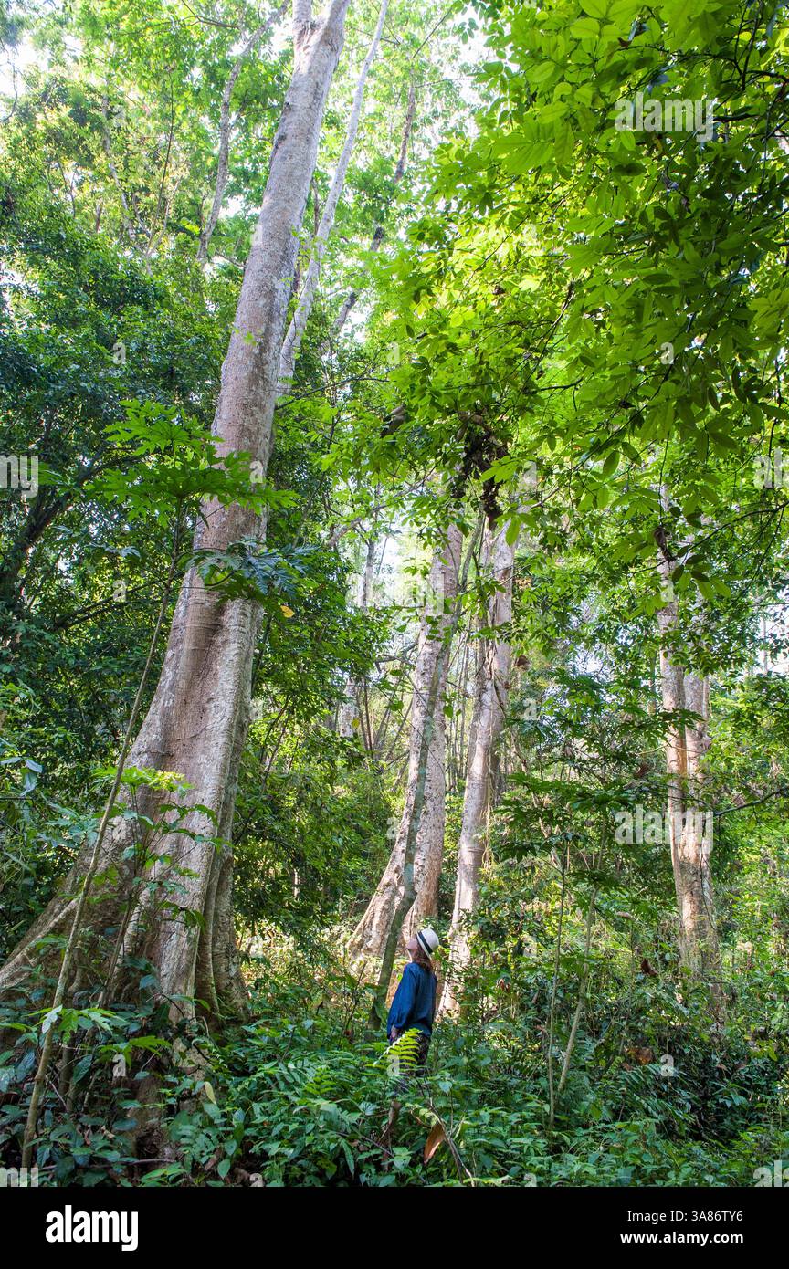 Große Bäume im Wald rund um das Zentrum für die Rettung und Bergung von Schwarzbären, Kuang Si, Luang Prabang, Nord-Laos Stockfoto