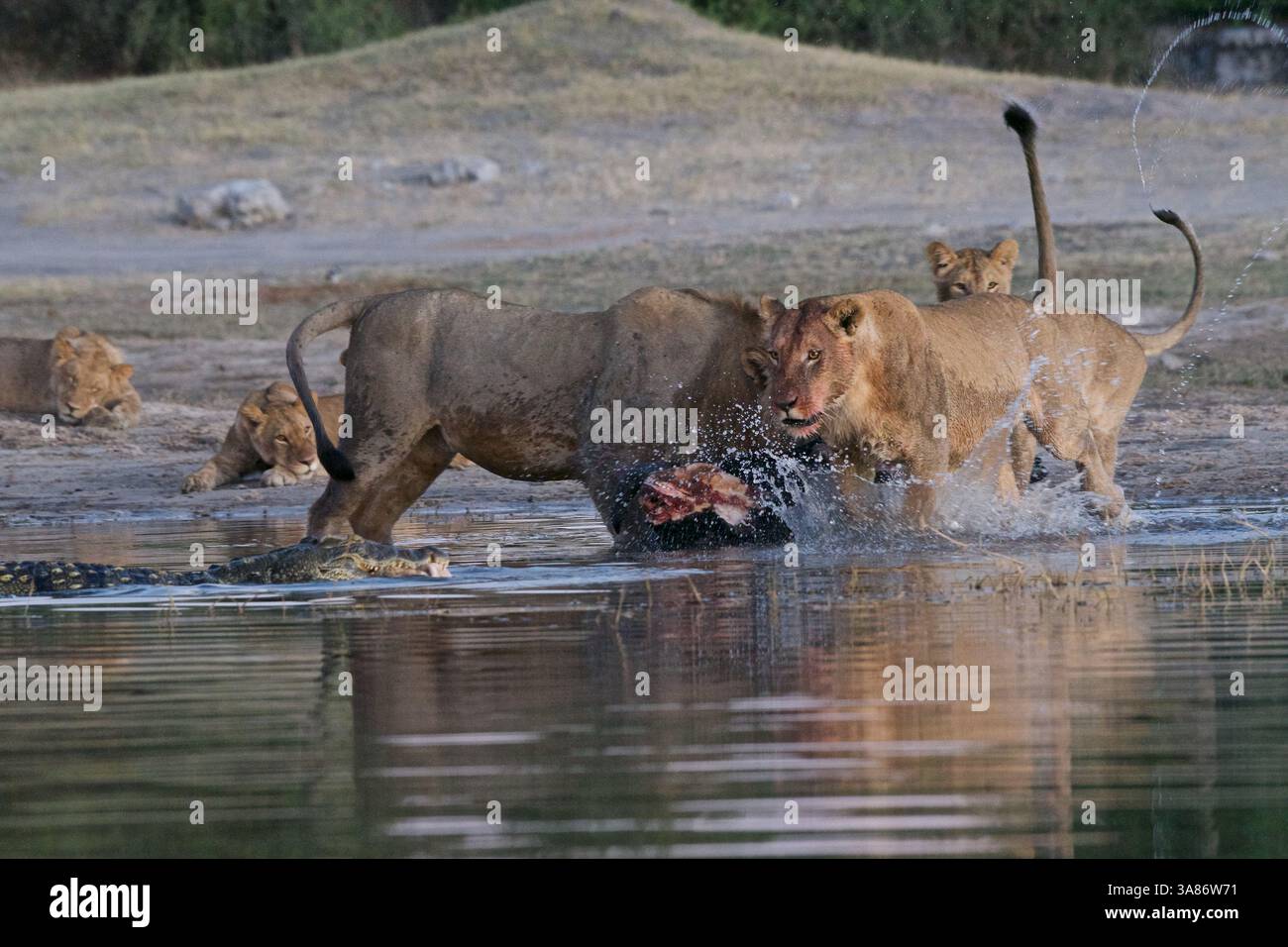 Löwe (Panthera leo) jagt Krokadile auf Büffelmord, Chobe National Park, Botswana Stockfoto
