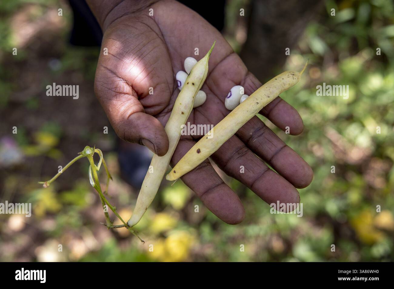 Farmer mit Bohnen in den Händen in Kilimambogo, Kenia Stockfoto